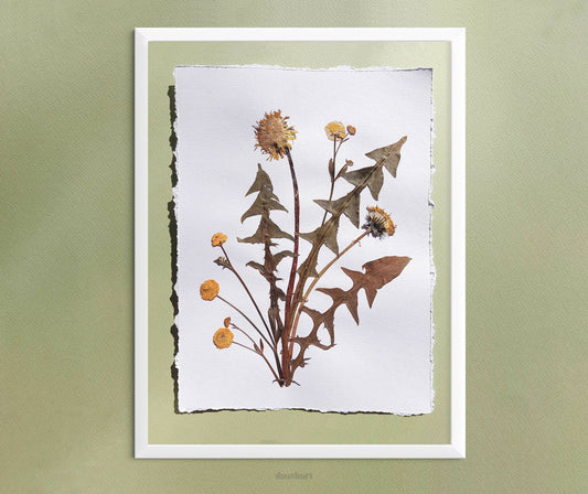 Yellow pressed flower and dandelion green plant artwork for nature lover gift UNFRAMED for living room or bedroom wall art