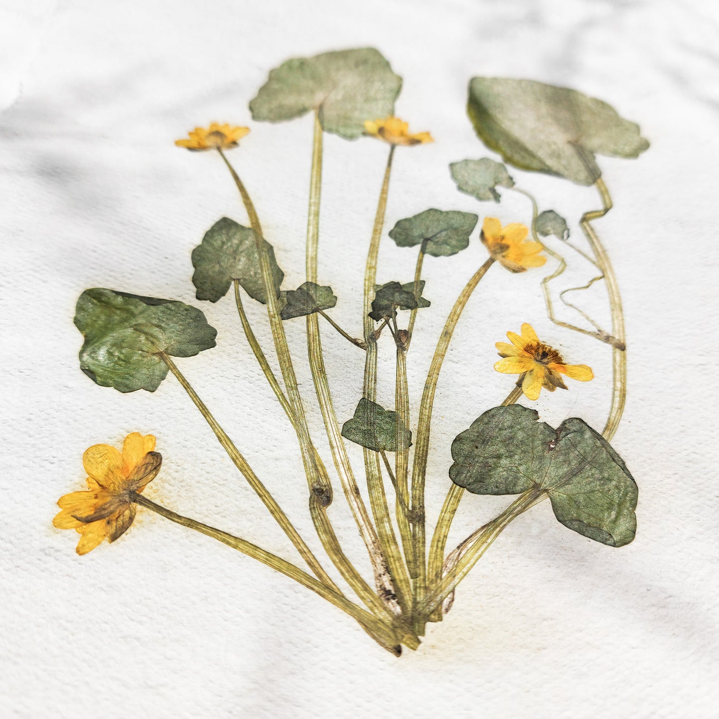 "Ficaria verna" Herbarium Yellow and green dried flower Original artwork Recycled paper UNFRAMED Pressed flowers One of a kind Bedroom Living room Farmhouse kitchen Cottagecore wall art Foraged Vintage Retro home decor Housewife Mother Gift Nature Plant lover gift