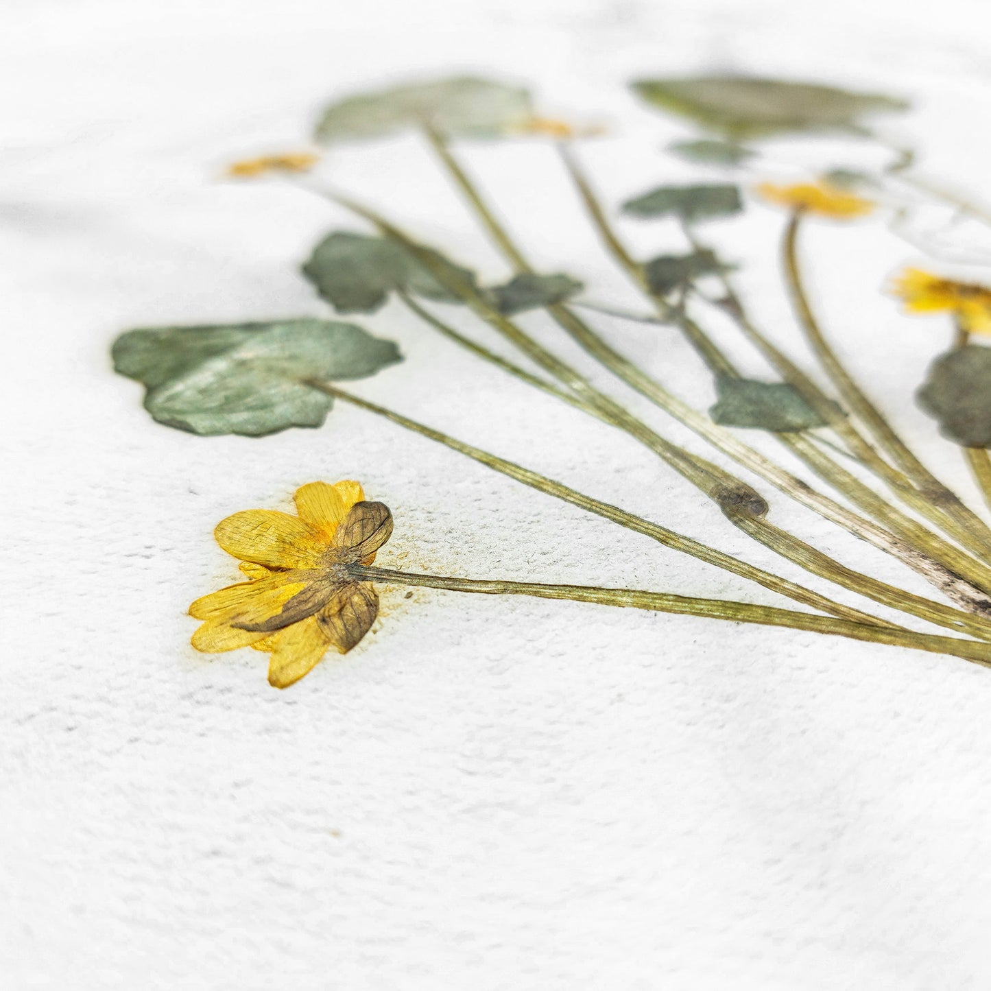 "Ficaria verna" Herbarium Yellow and green dried flower Original artwork Recycled paper UNFRAMED Pressed flowers One of a kind Bedroom Living room Farmhouse kitchen Cottagecore wall art Foraged Vintage Retro home decor Housewife Mother Gift Nature Plant lover gift