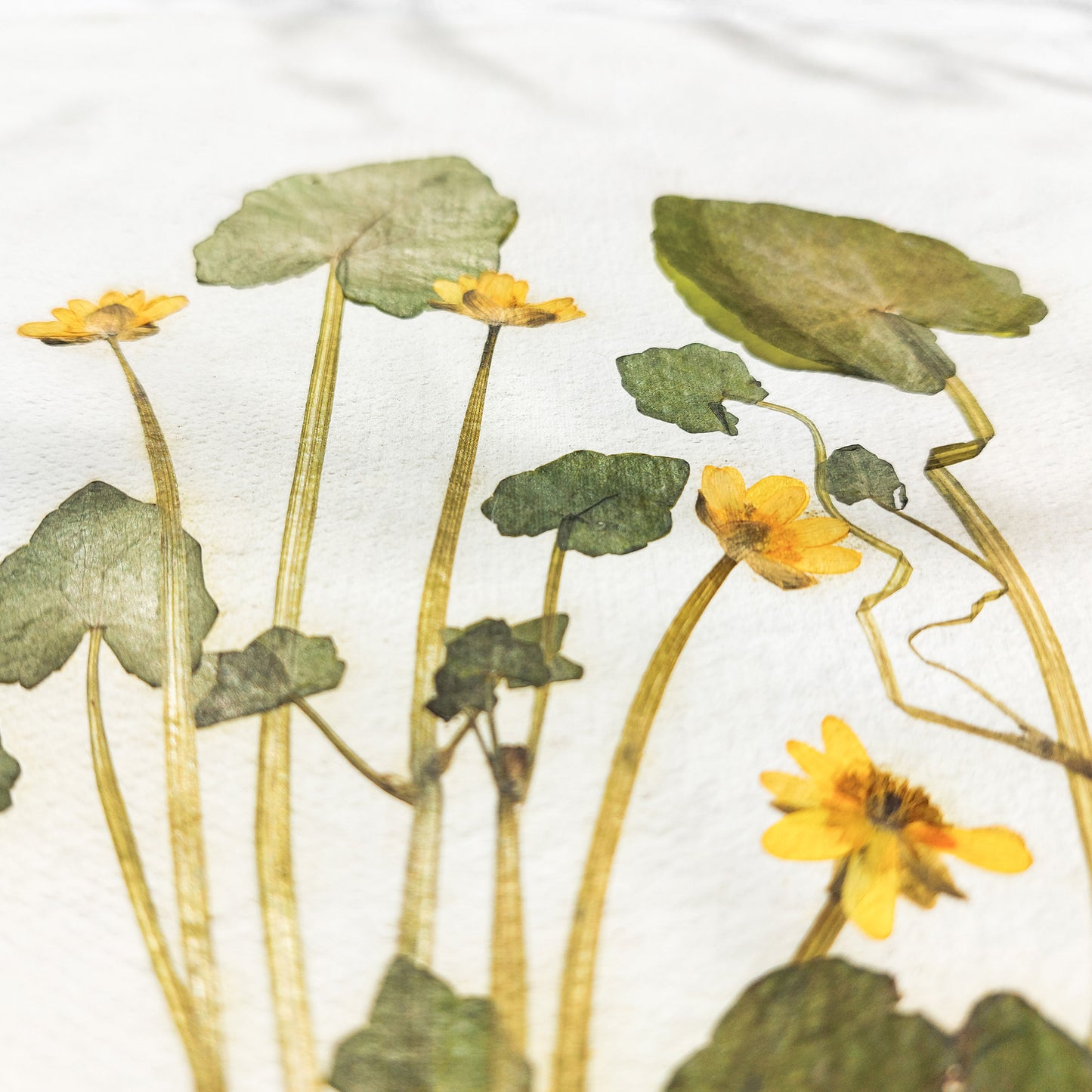 "Ficaria verna" Herbarium Yellow and green dried flower Original artwork Recycled paper UNFRAMED Pressed flowers One of a kind Bedroom Living room Farmhouse kitchen Cottagecore wall art Foraged Vintage Retro home decor Housewife Mother Gift Nature Plant lover gift