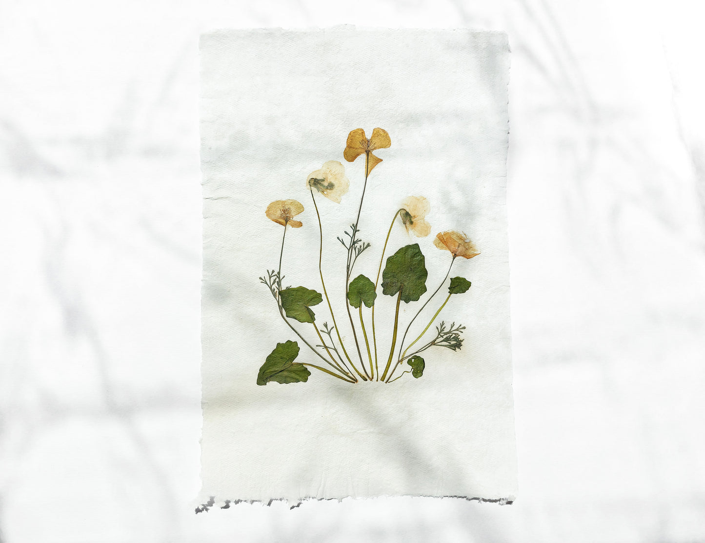 Herbarium II Yellow poppies and white violets pressed flower Green plant Recycled paper for living room wall art UNFRAMED Modern kitchen wall art or dining room, living room, bedroom