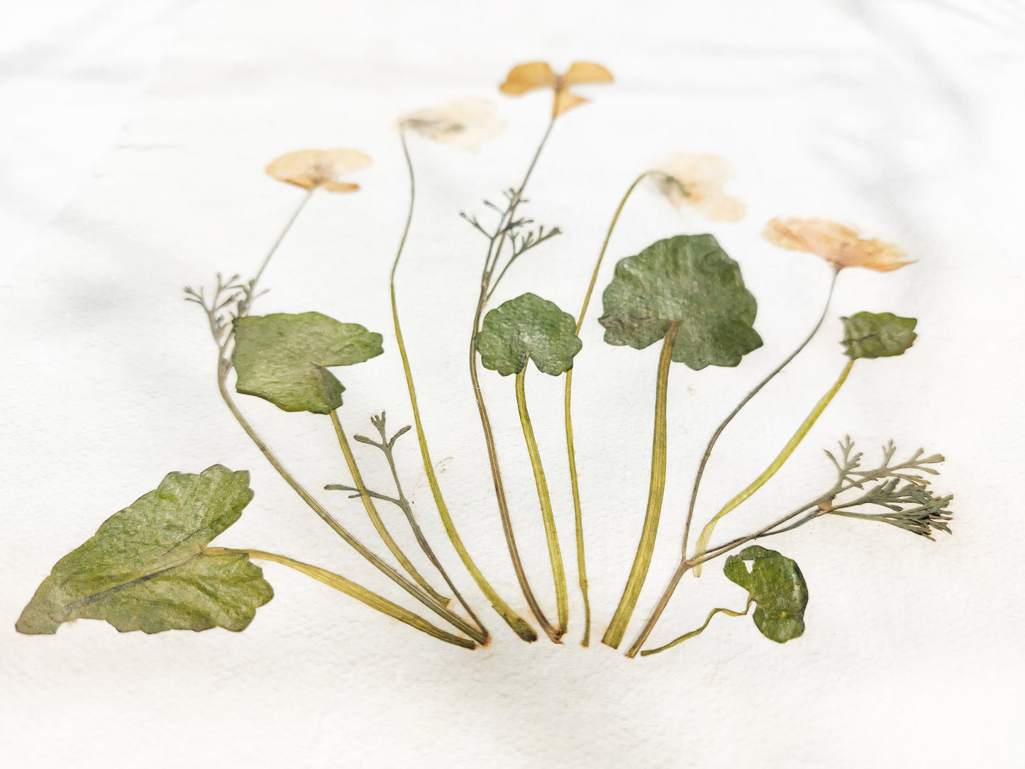 Details Yellow poppies and white violets pressed flower Green plant Recycled paper