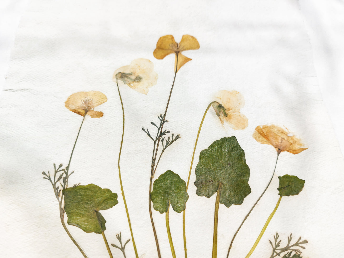 Herbarium II Yellow poppies and white violets pressed flower Green plant Recycled paper for living room wall art UNFRAMED Modern kitchen wall art or dining room, living room, bedroom