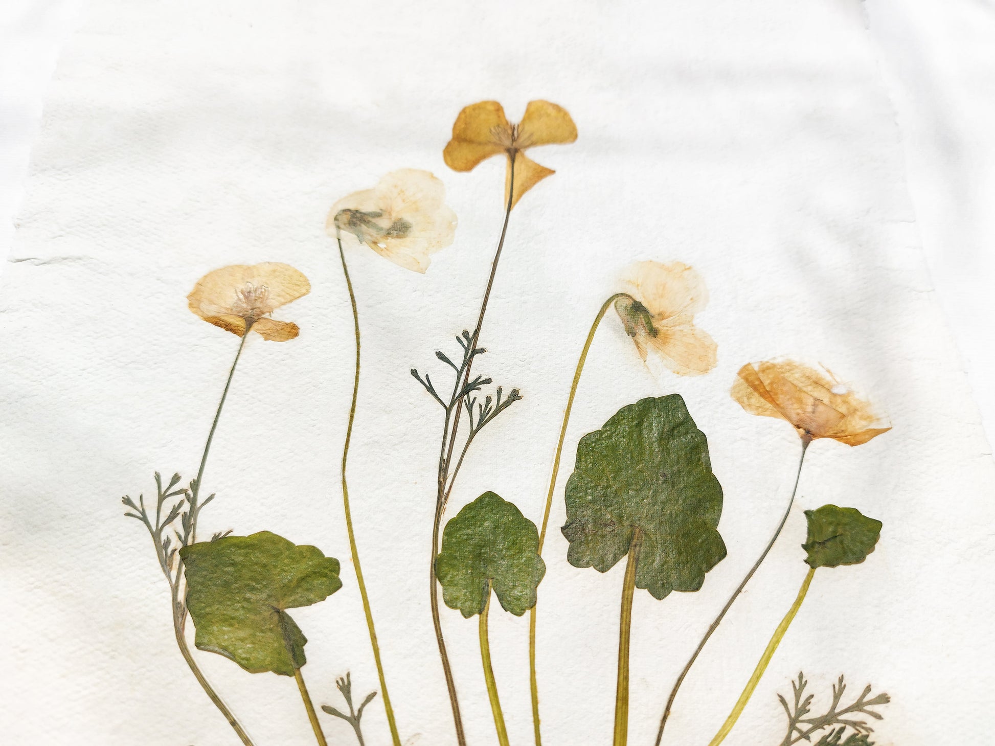 Herbarium II Yellow poppies and white violets pressed flower Green plant Recycled paper for living room wall art UNFRAMED Modern kitchen wall art or dining room, living room, bedroom