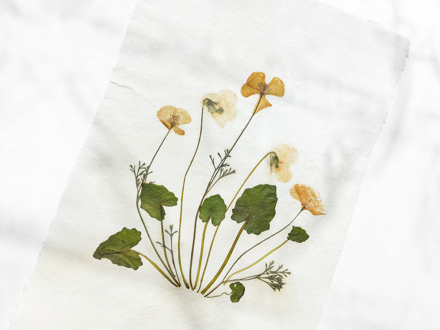 Herbarium II Yellow poppies and white violets pressed flower Green plant Recycled paper for living room wall art UNFRAMED Modern kitchen wall art or dining room, living room, bedroom