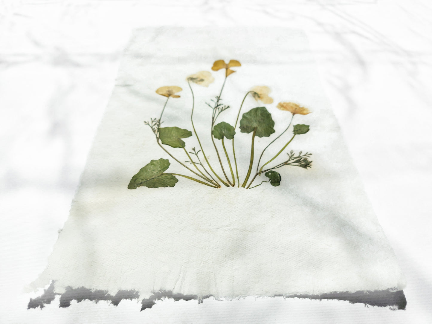 Herbarium II Yellow poppies and white violets pressed flower Green plant Recycled paper for living room wall art UNFRAMED Modern kitchen wall art or dining room, living room, bedroom