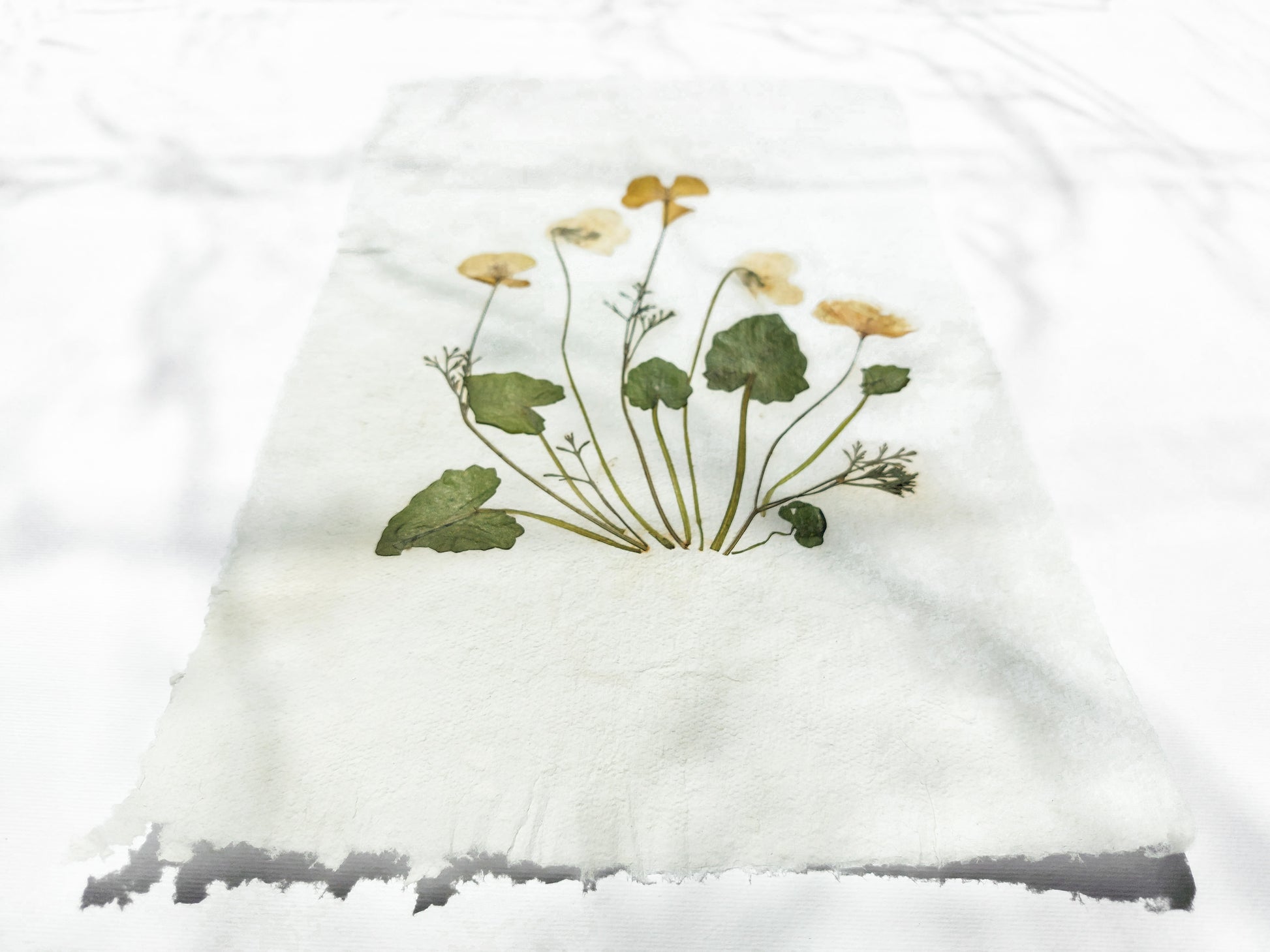 Herbarium II Yellow poppies and white violets pressed flower Green plant Recycled paper for living room wall art UNFRAMED Modern kitchen wall art or dining room, living room, bedroom