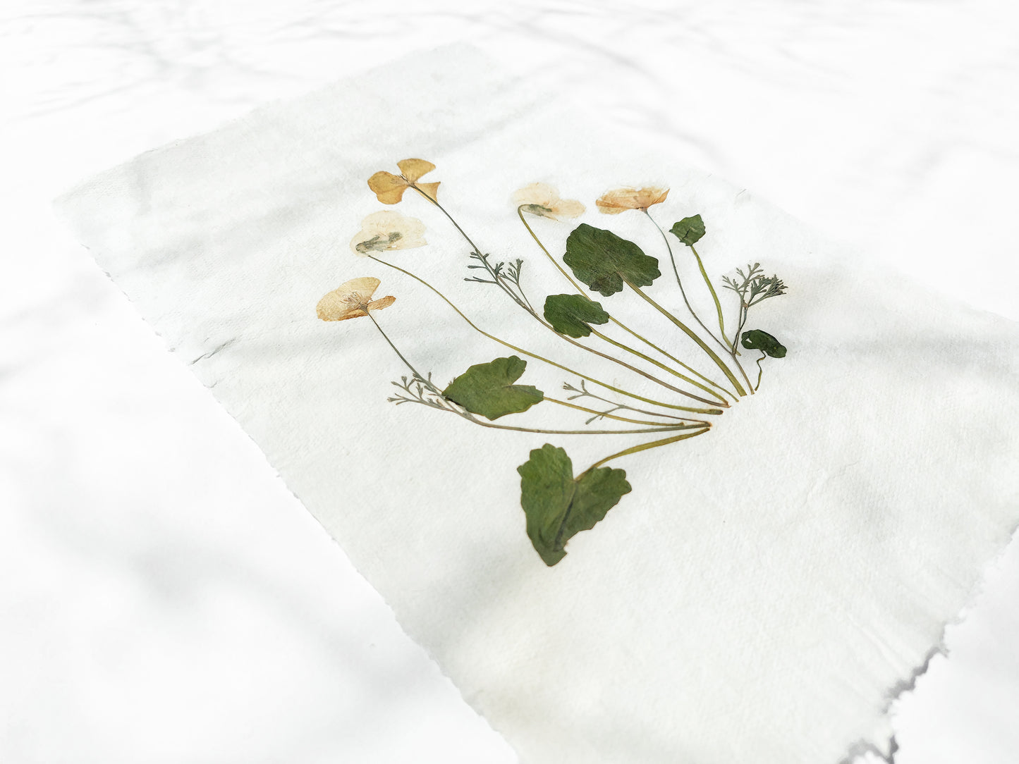 Herbarium II Yellow poppies and white violets pressed flower Green plant Recycled paper for living room wall art UNFRAMED Modern kitchen wall art or dining room, living room, bedroom