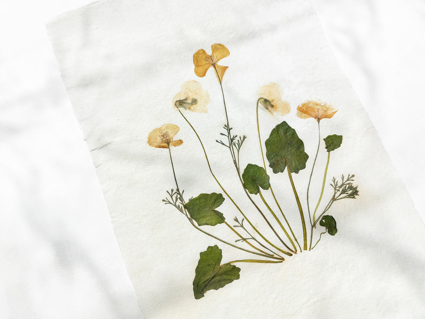 Herbarium II Yellow poppies and white violets pressed flower Green plant Recycled paper for living room wall art UNFRAMED Modern kitchen wall art or dining room, living room, bedroom