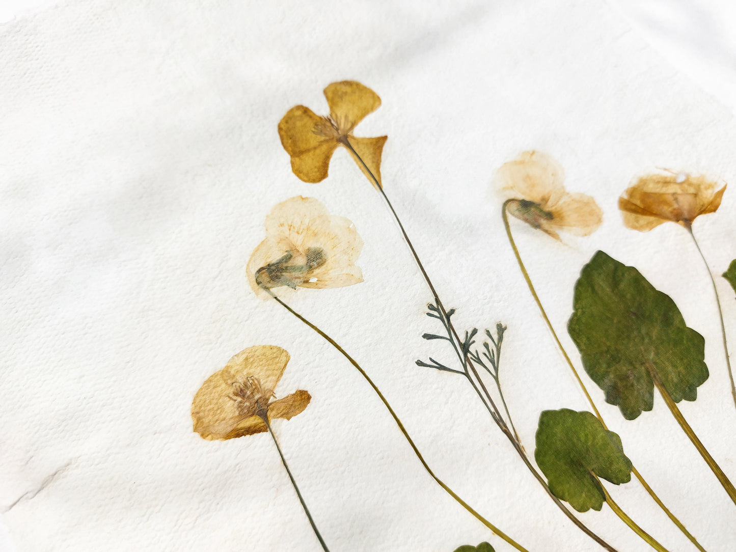 Details Yellow poppies and white violets pressed flower Green plant Recycled paper