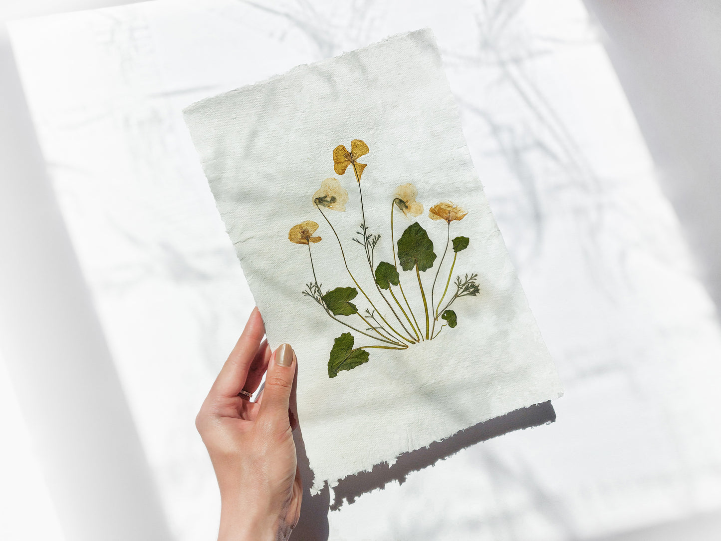 Herbarium II Yellow poppies and white violets pressed flower Green plant Recycled paper for living room wall art UNFRAMED Modern kitchen wall art or dining room, living room, bedroom