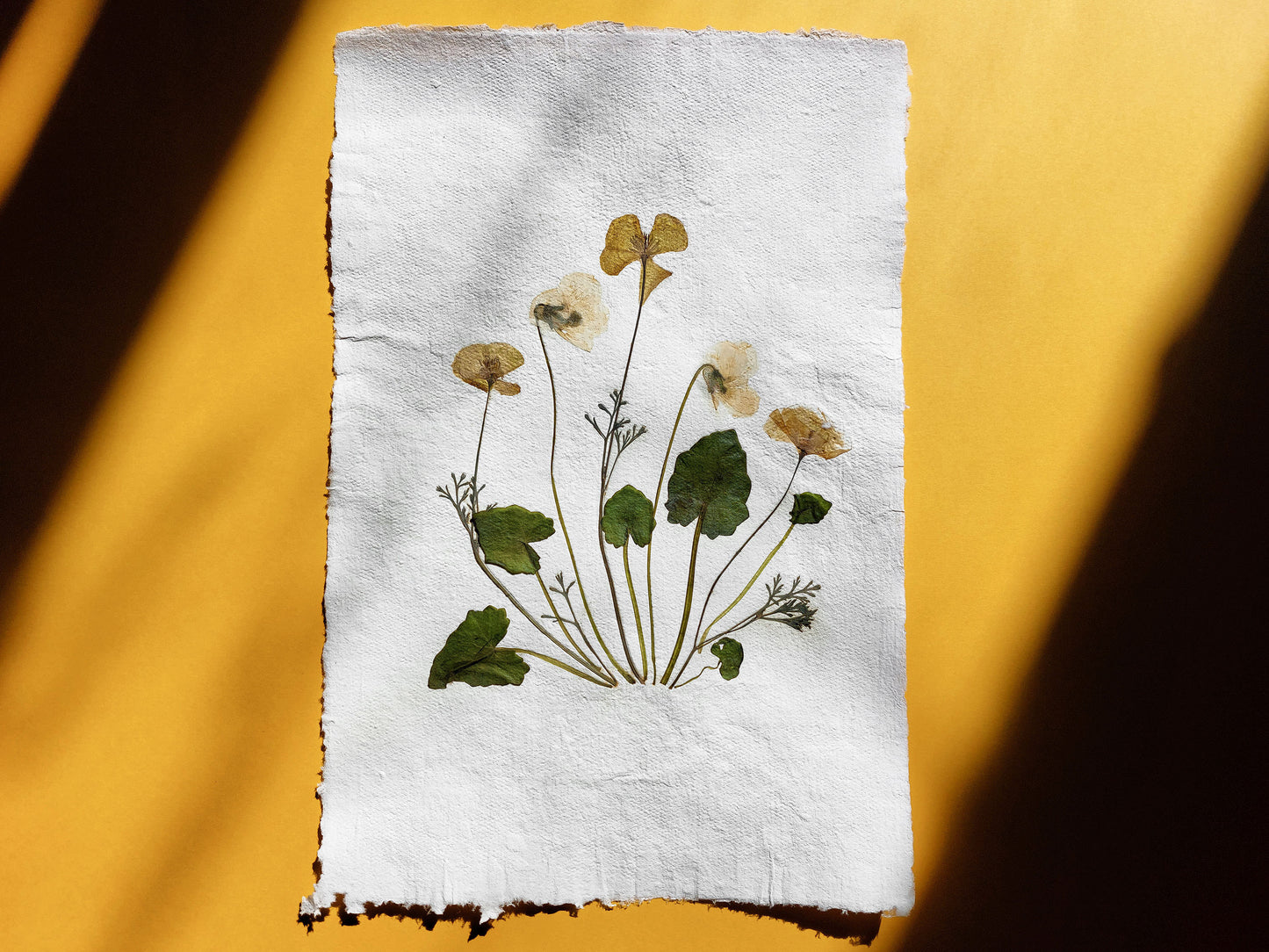 Herbarium II Yellow poppies and white violets pressed flower Green plant Recycled paper for living room wall art UNFRAMED Modern kitchen wall art or dining room, living room, bedroom