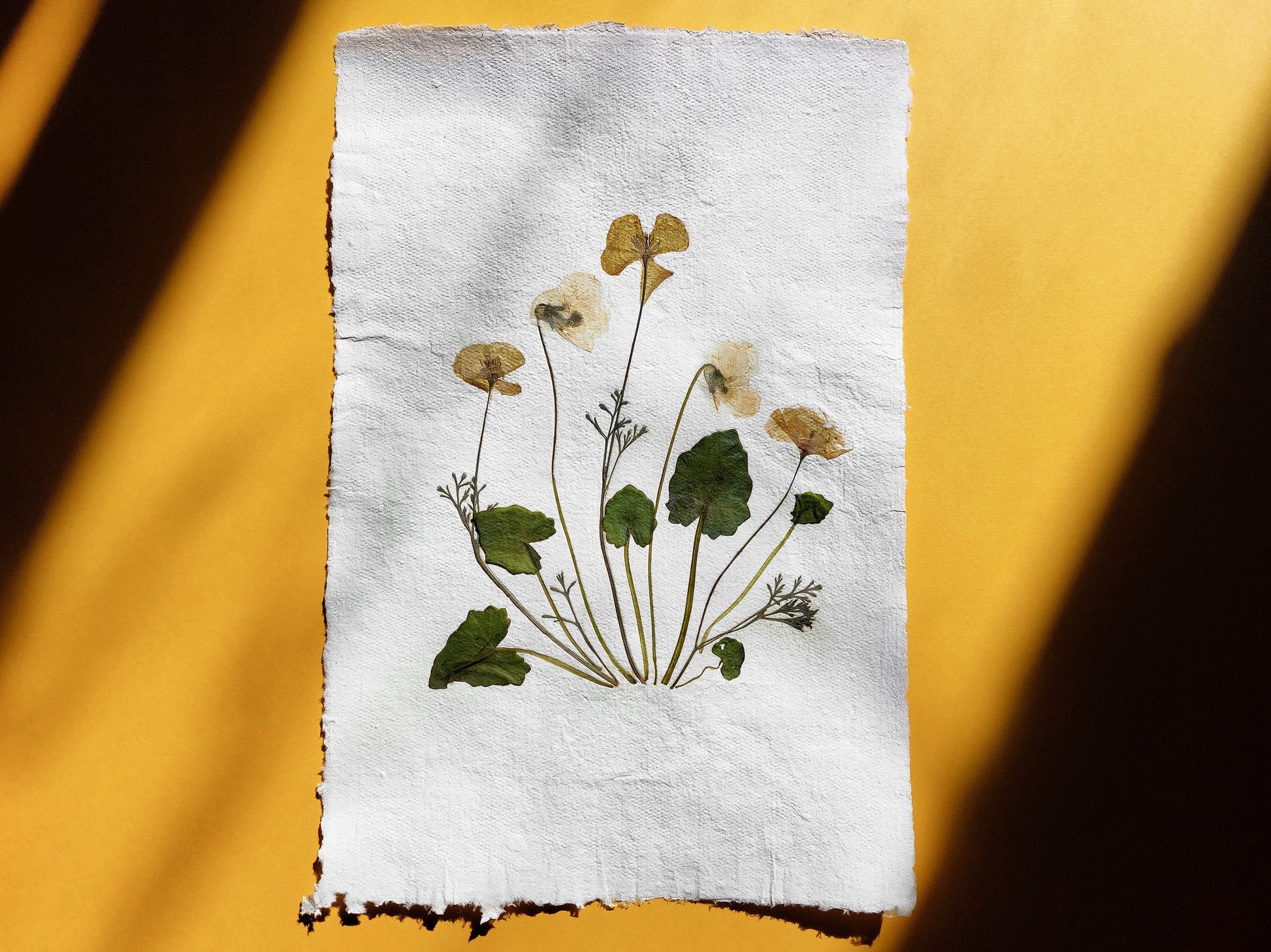 Herbarium II Yellow poppies and white violets pressed flower Green plant Recycled paper for living room wall art UNFRAMED Modern kitchen wall art or dining room, living room, bedroom