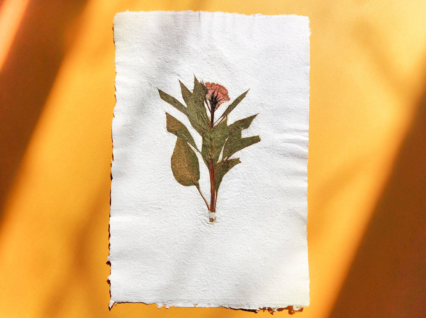 Herbarium IX Cockerel pressed flower green plant Recycled paper for living room wall art UNFRAMED in summer vibe