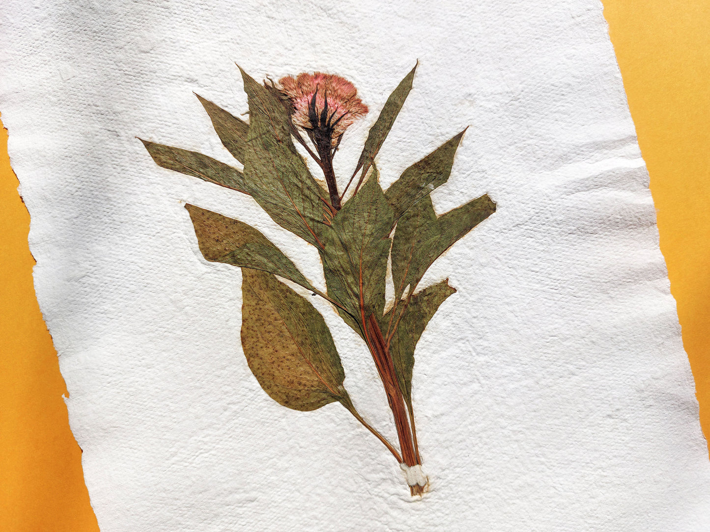 Herbarium IX Cockerel pressed flower green plant Recycled paper for living room wall art UNFRAMED in summer vibe