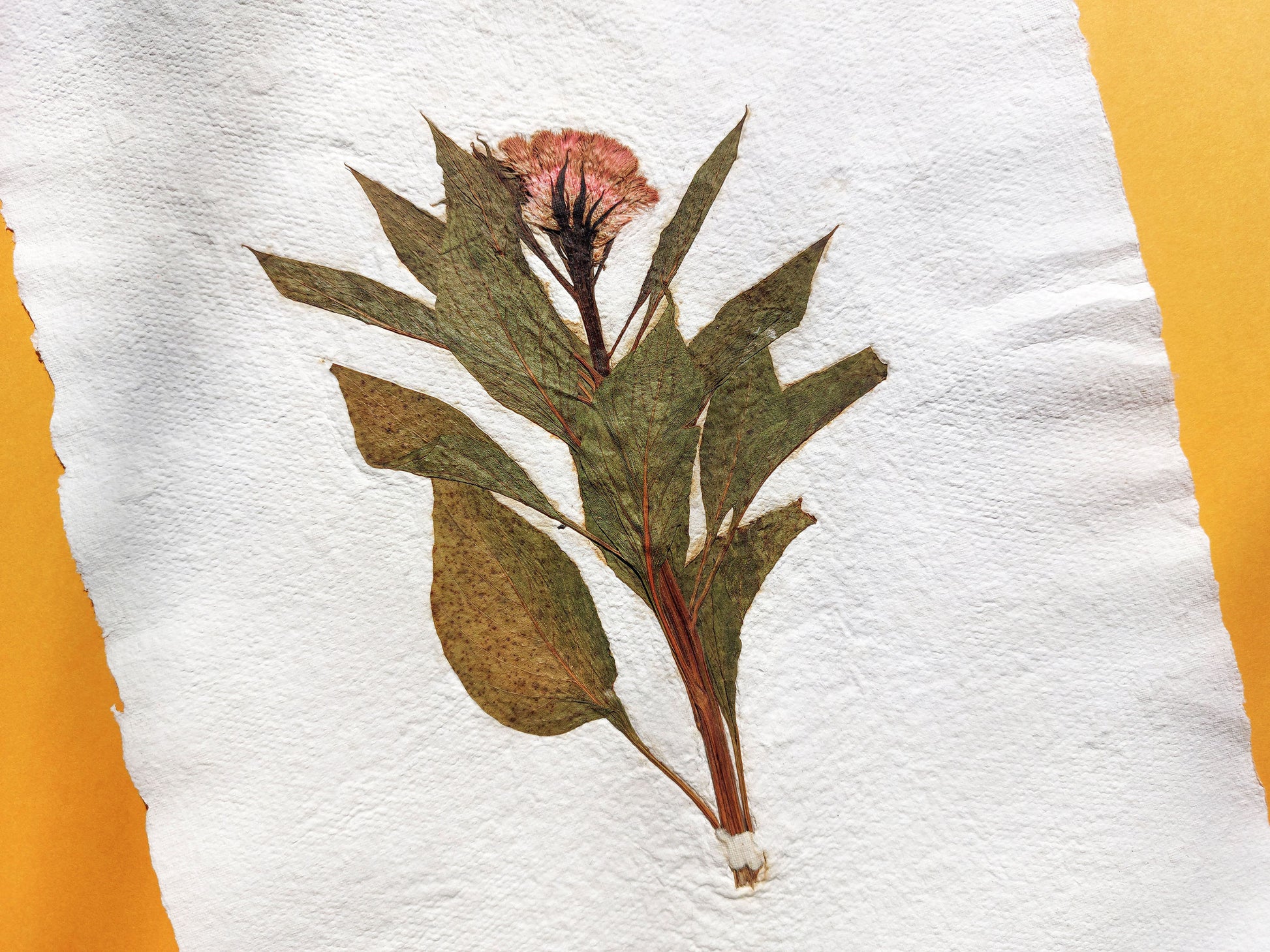 Herbarium IX Cockerel pressed flower green plant Recycled paper for living room wall art UNFRAMED in summer vibe
