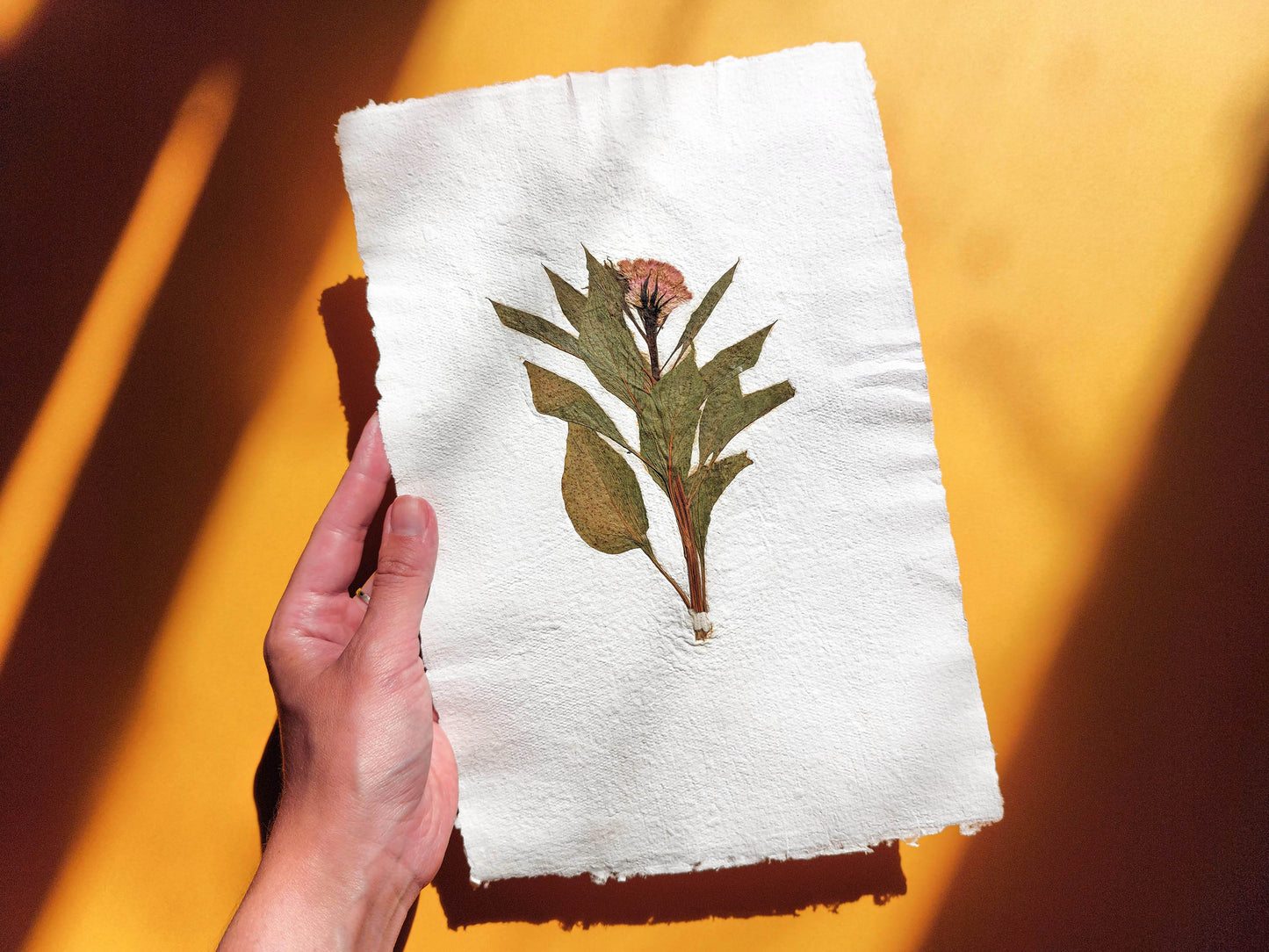 Herbarium IX Cockerel pressed flower green plant Recycled paper for living room wall art UNFRAMED in summer vibe