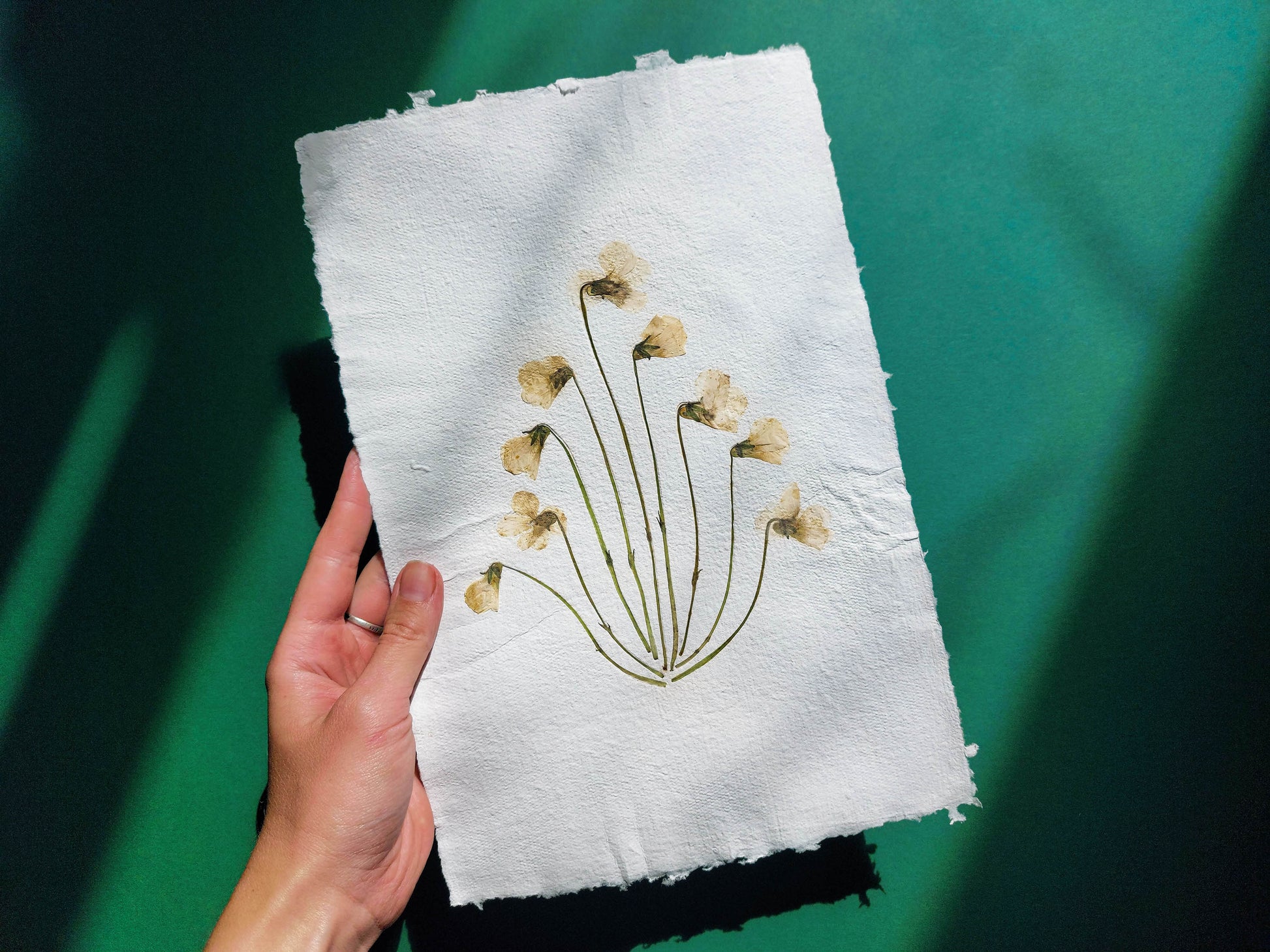 Herbarium VIII White violet pressed flower and green plant Recycled paper for living room wall art UNFRAMED Modern kitchen art or bedroom