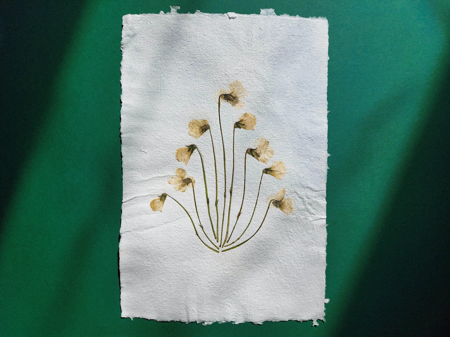 Herbarium VIII White violet pressed flower and green plant Recycled paper for living room wall art UNFRAMED Modern kitchen art or bedroom