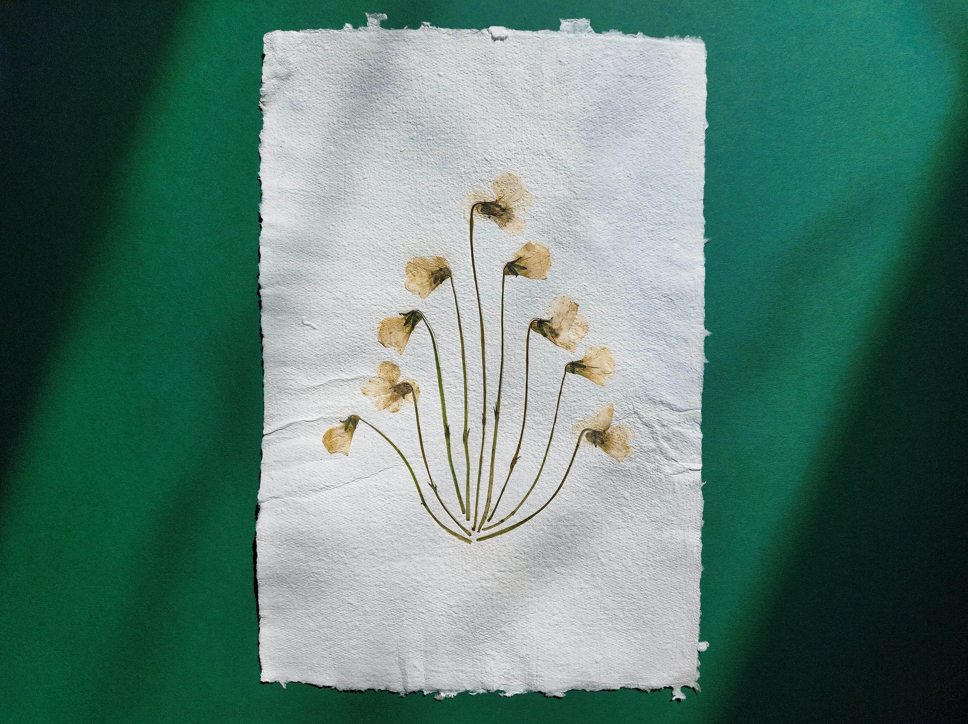 Herbarium VIII White violet pressed flower and green plant Recycled paper for living room wall art UNFRAMED Modern kitchen art or bedroom