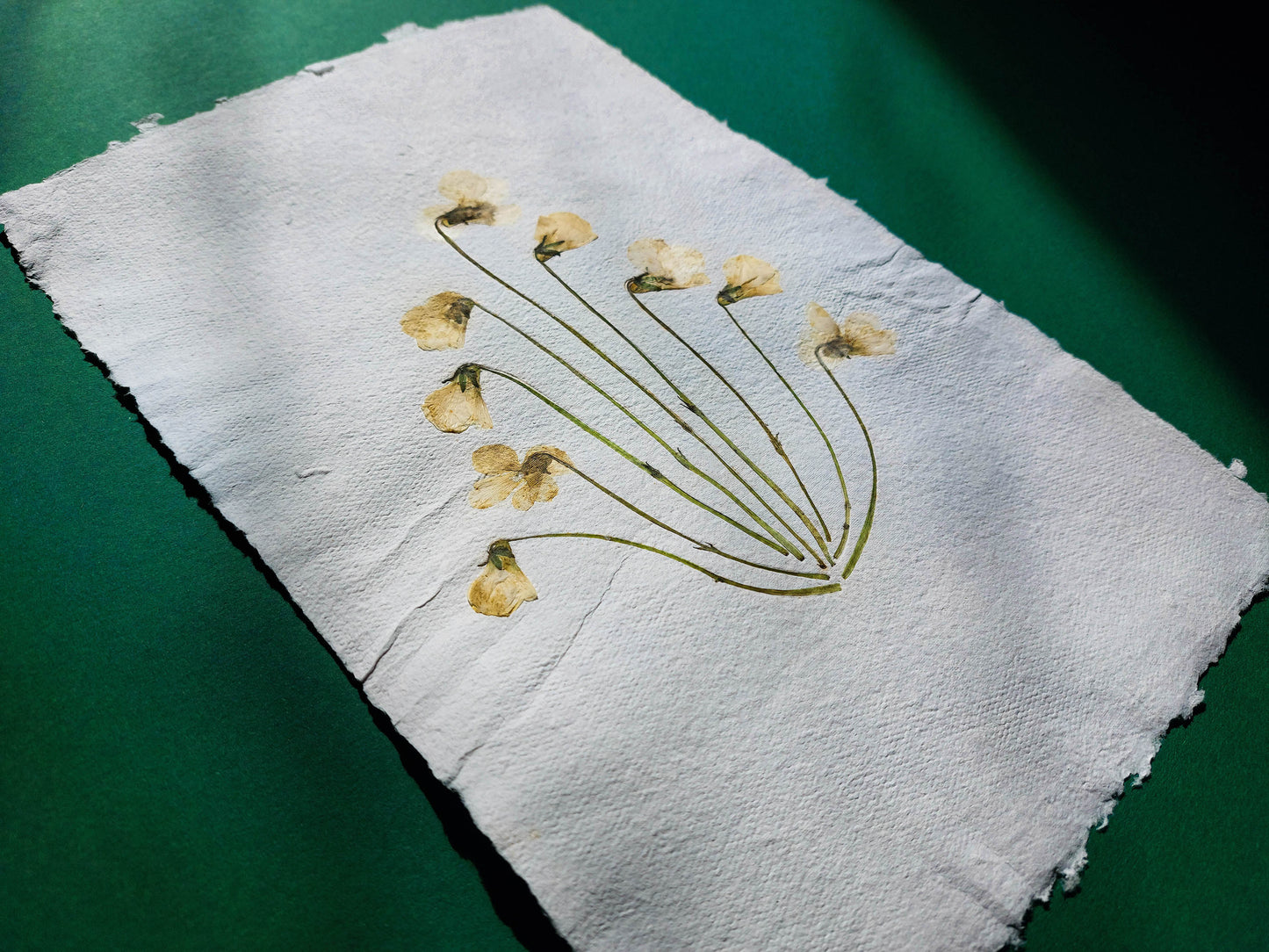 Herbarium VIII White violet pressed flower and green plant Recycled paper for living room wall art UNFRAMED Modern kitchen art or bedroom