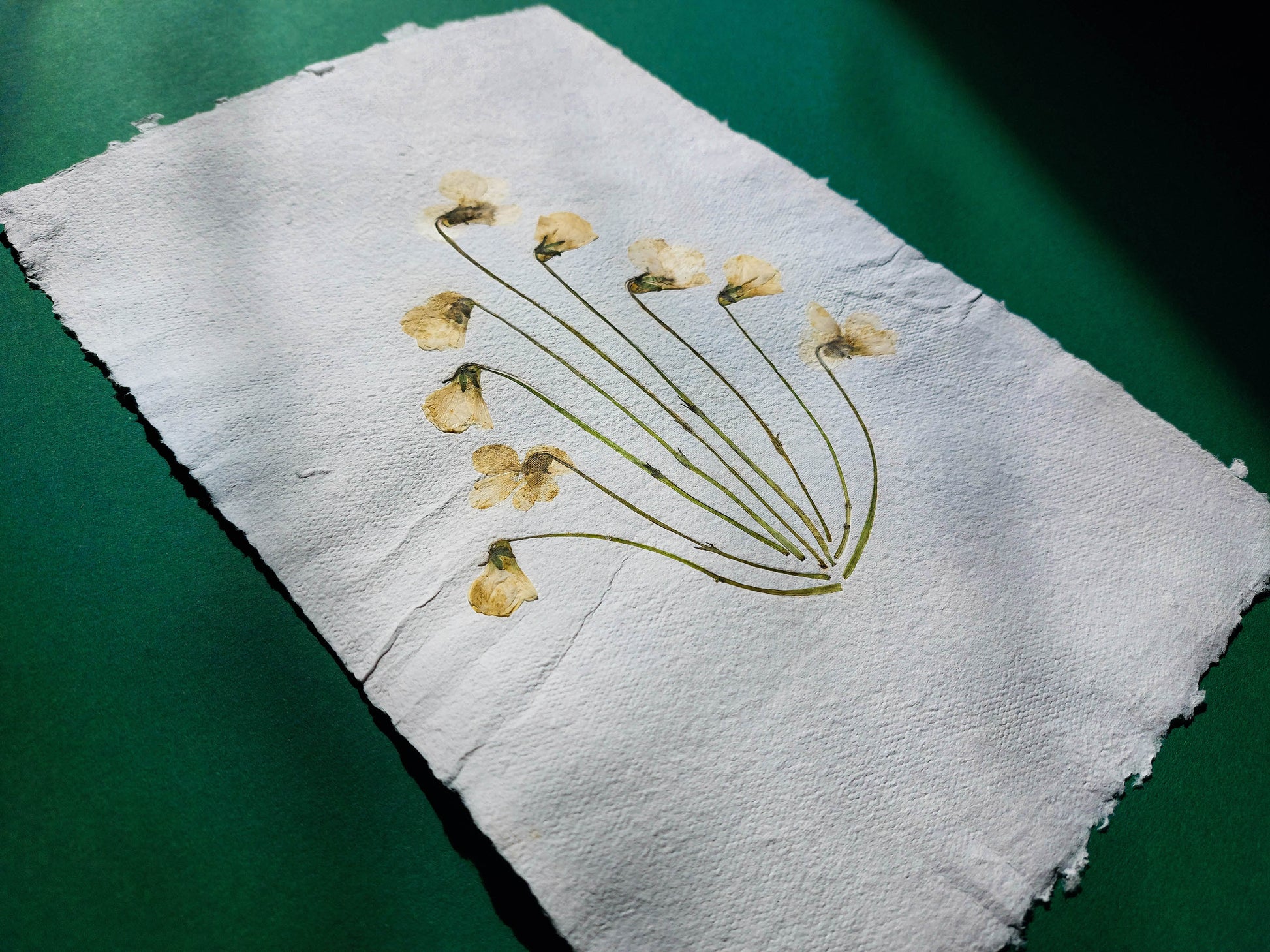 Herbarium VIII White violet pressed flower and green plant Recycled paper for living room wall art UNFRAMED Modern kitchen art or bedroom