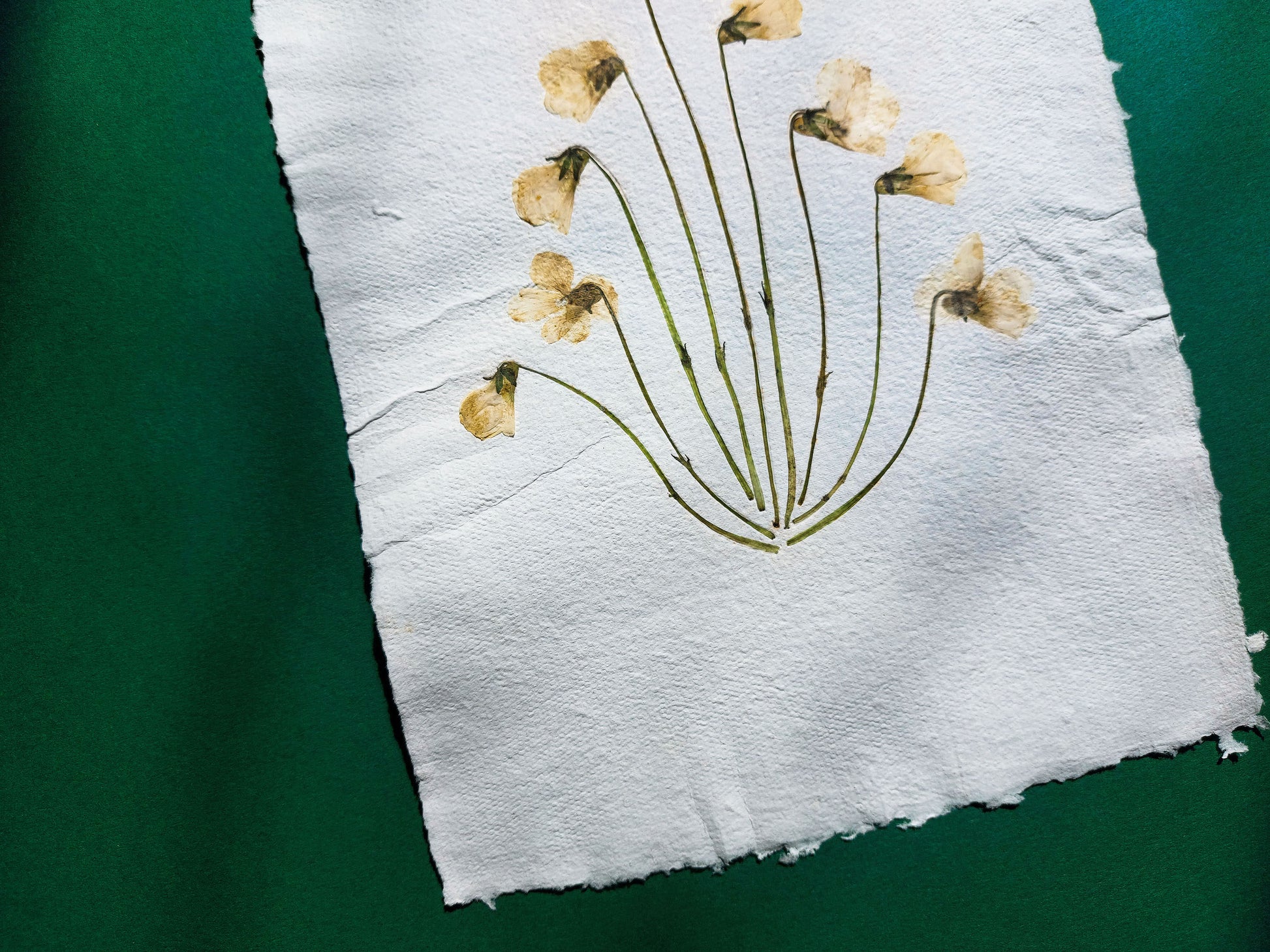 Herbarium VIII White violet pressed flower and green plant Recycled paper for living room wall art UNFRAMED Modern kitchen art or bedroom