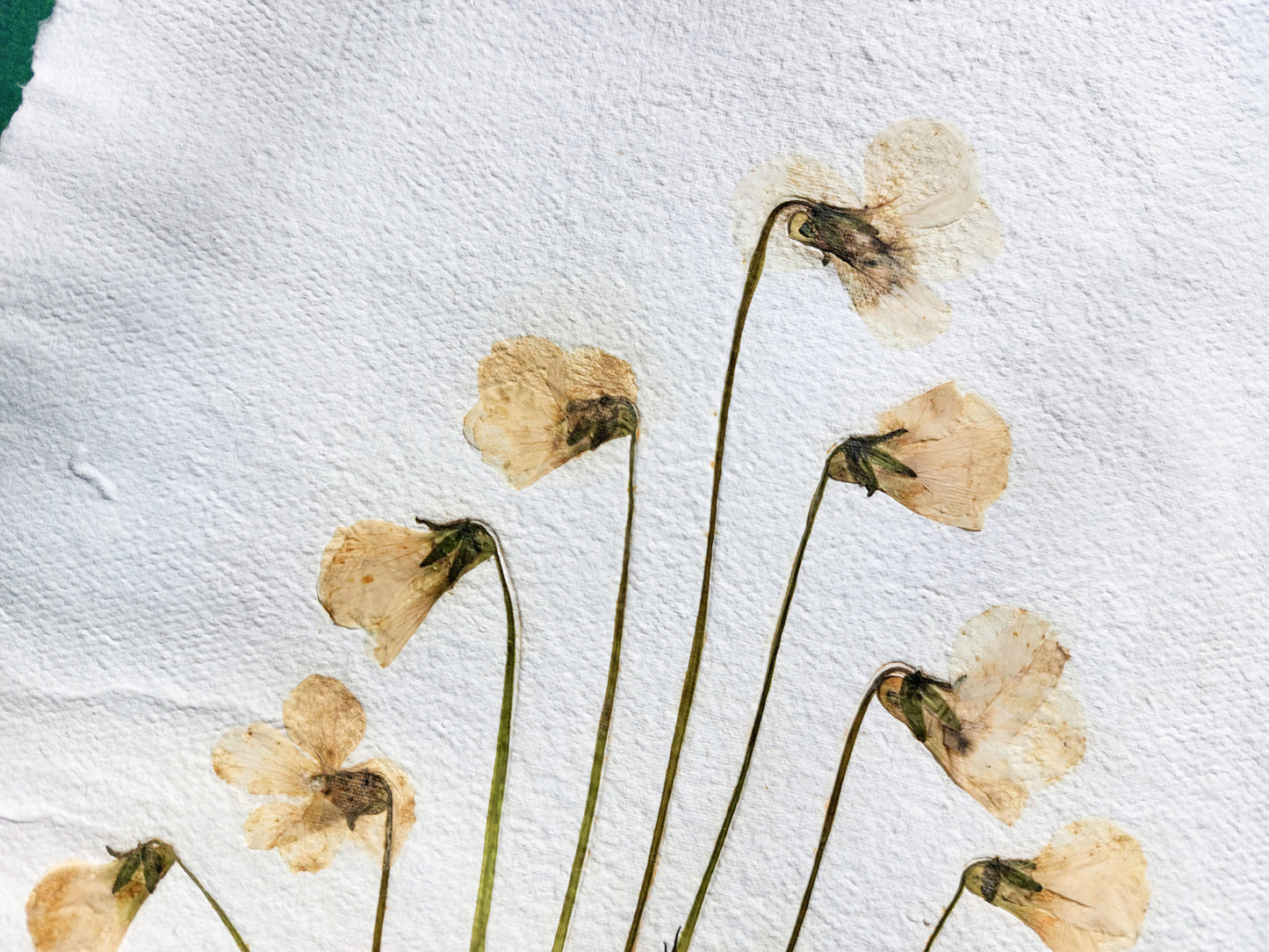Herbarium VIII White violet pressed flower and green plant Recycled paper / handmade