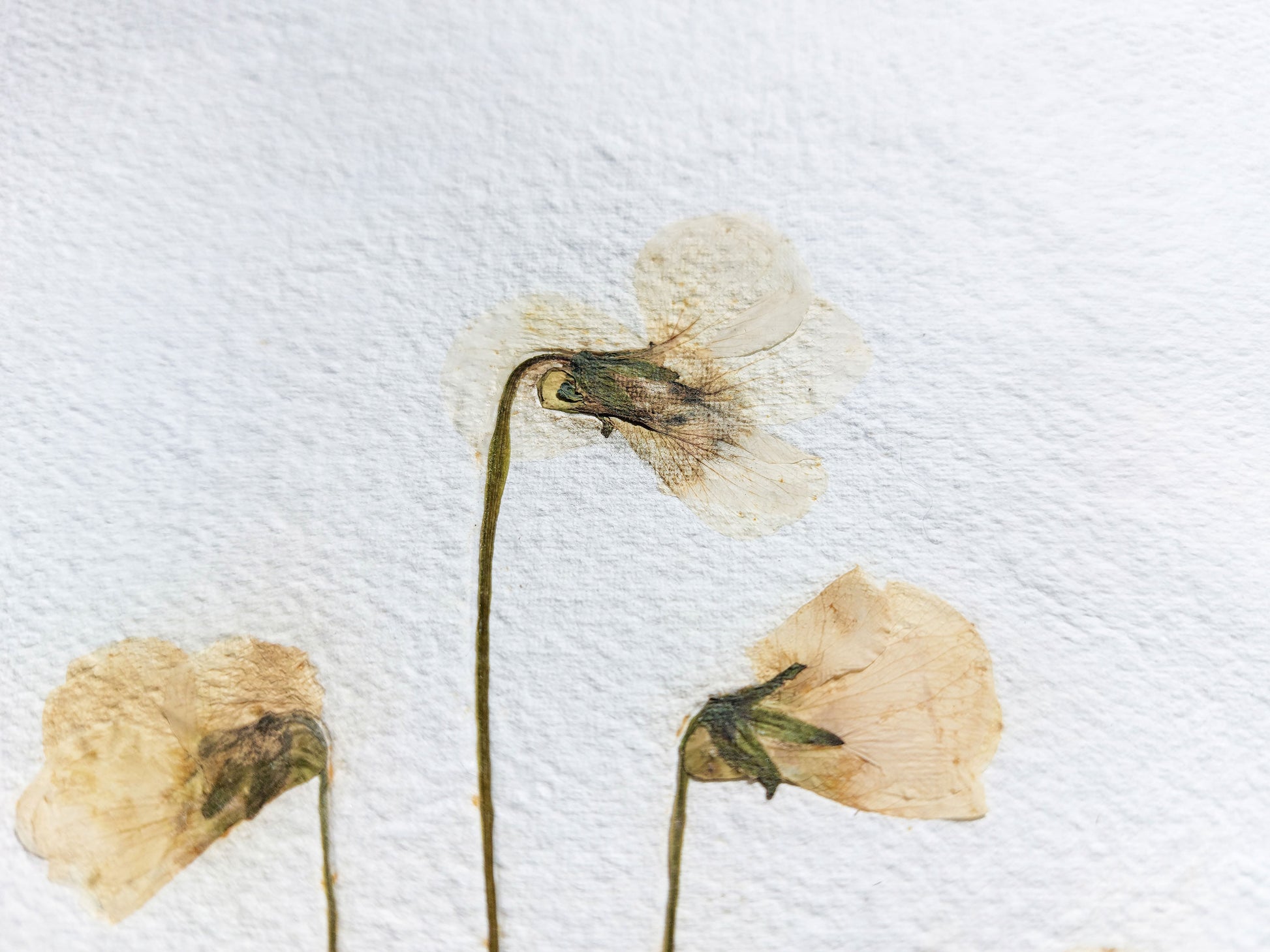 Herbarium VIII White violet pressed flower and green plant Recycled paper / handmade