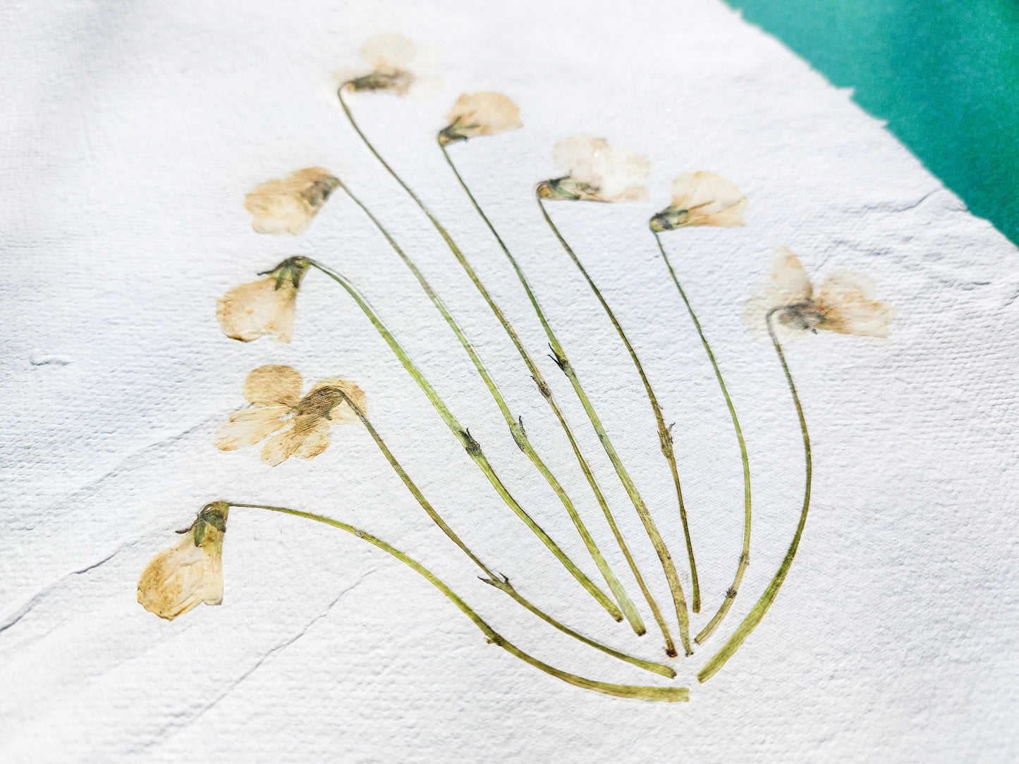 Herbarium VIII White violet pressed flower and green plant Recycled paper for living room wall art UNFRAMED Modern kitchen art or bedroom