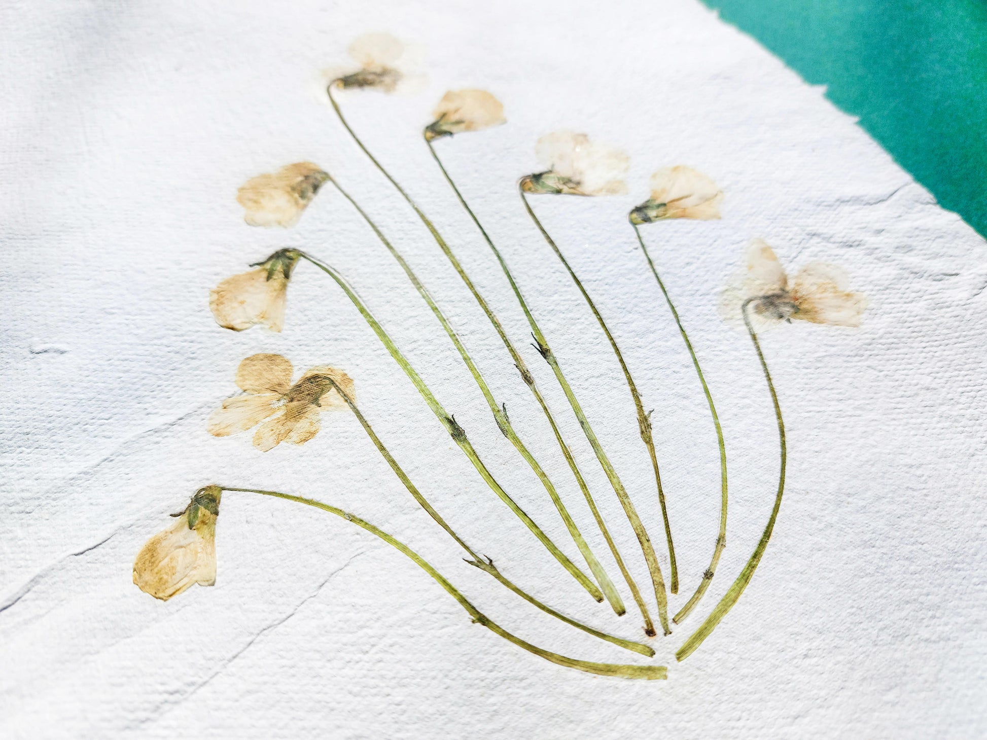 Herbarium VIII White violet pressed flower and green plant Recycled paper for living room wall art UNFRAMED Modern kitchen art or bedroom