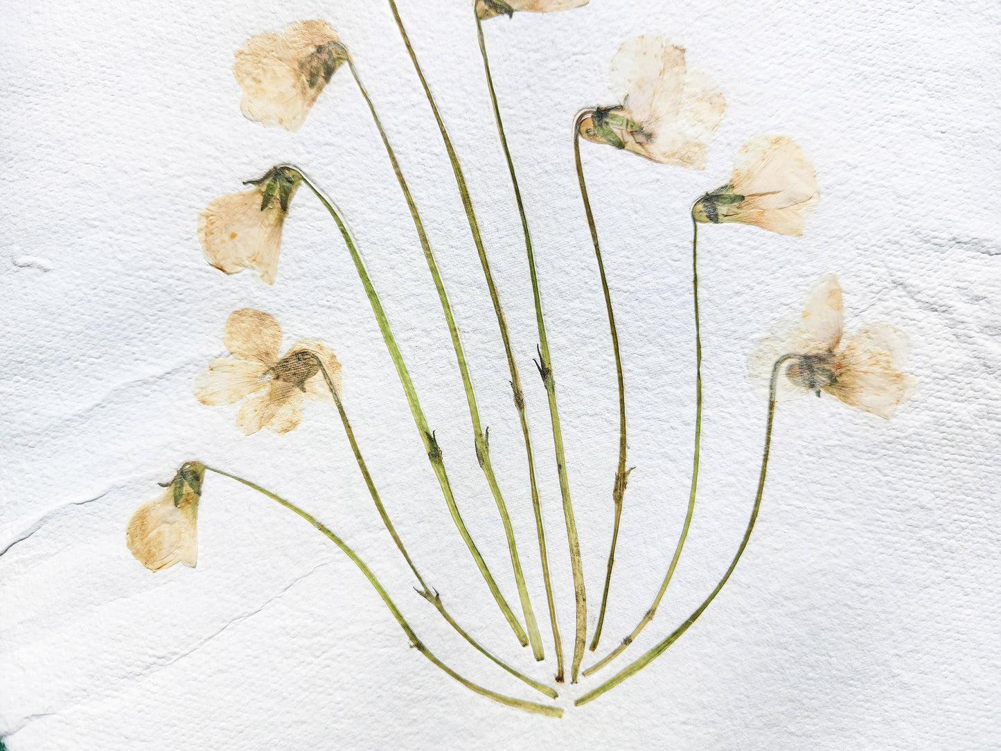 Herbarium VIII White violet pressed flower and green plant Recycled paper / handmade