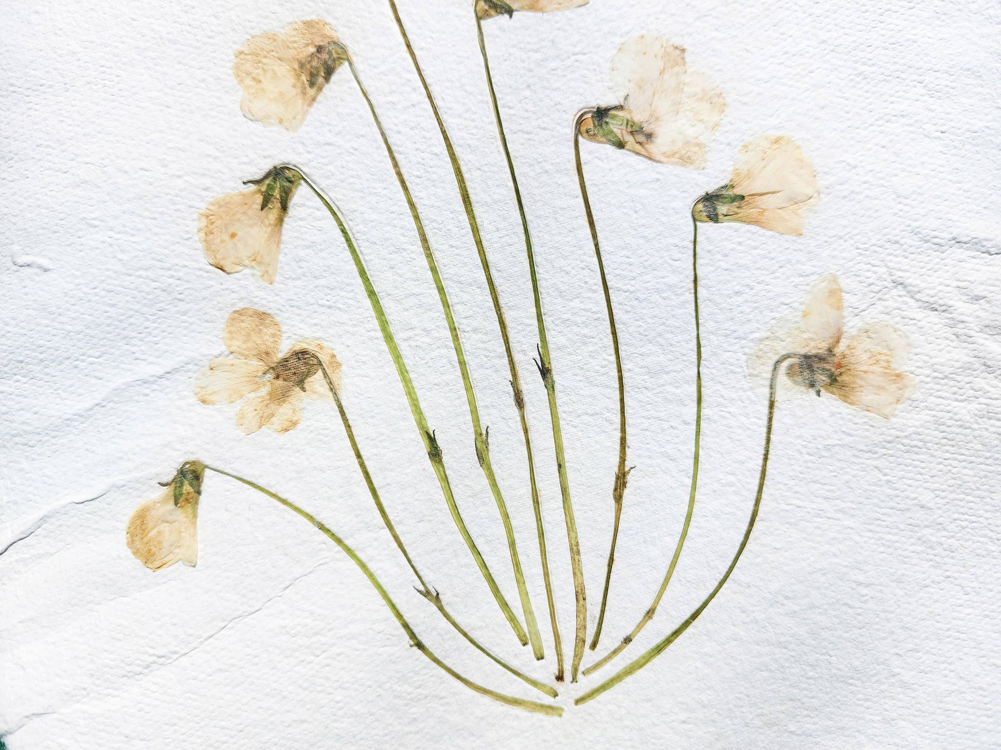 Herbarium VIII White violet pressed flower and green plant Recycled paper / handmade