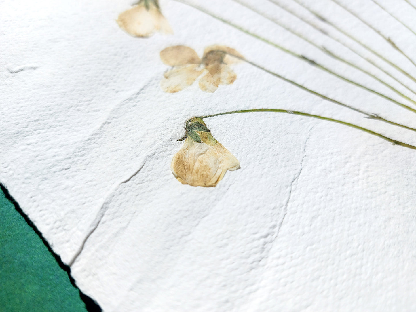 Herbarium VIII White violet pressed flower and green plant Recycled paper / handmade