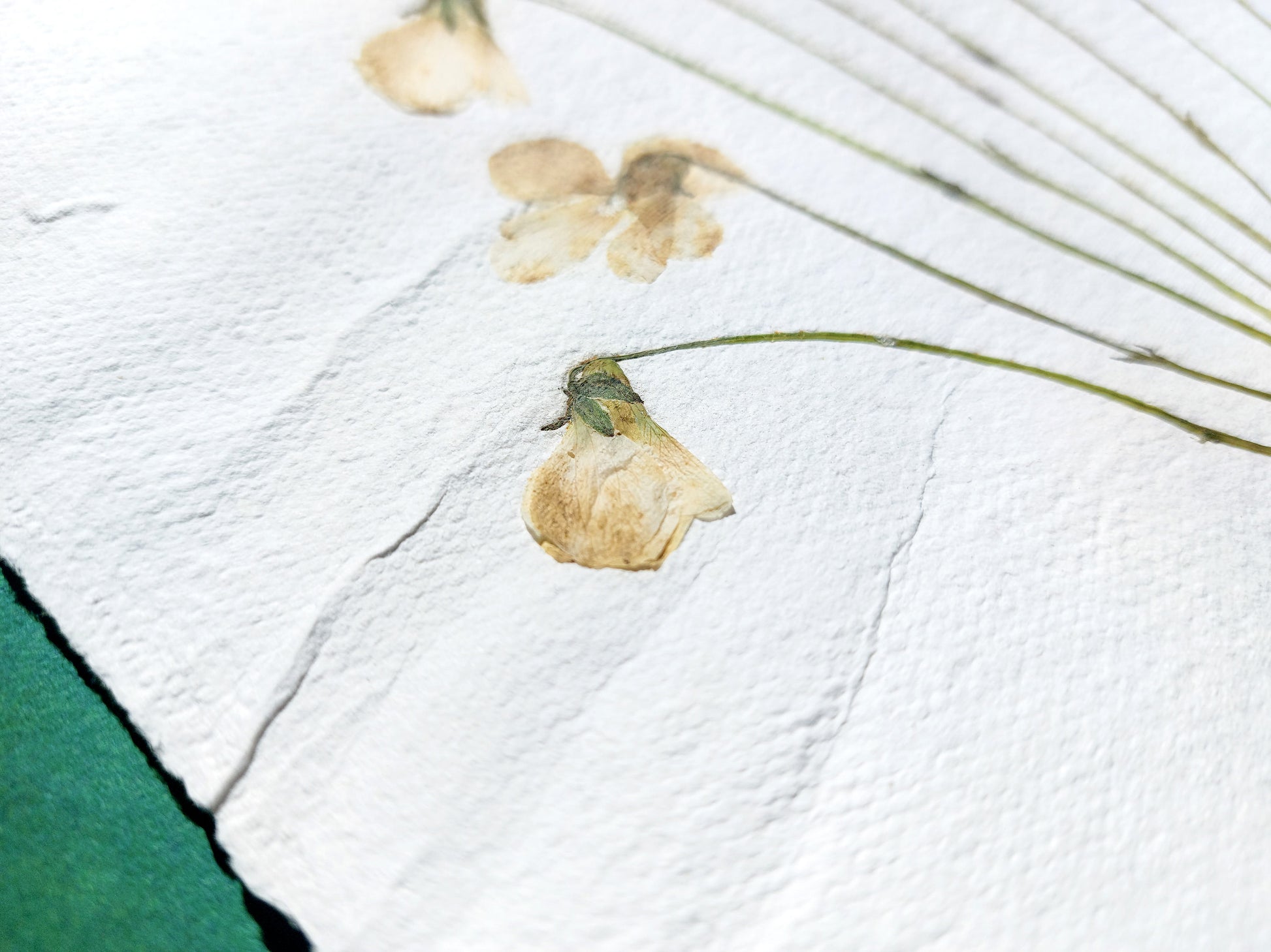 Herbarium VIII White violet pressed flower and green plant Recycled paper / handmade