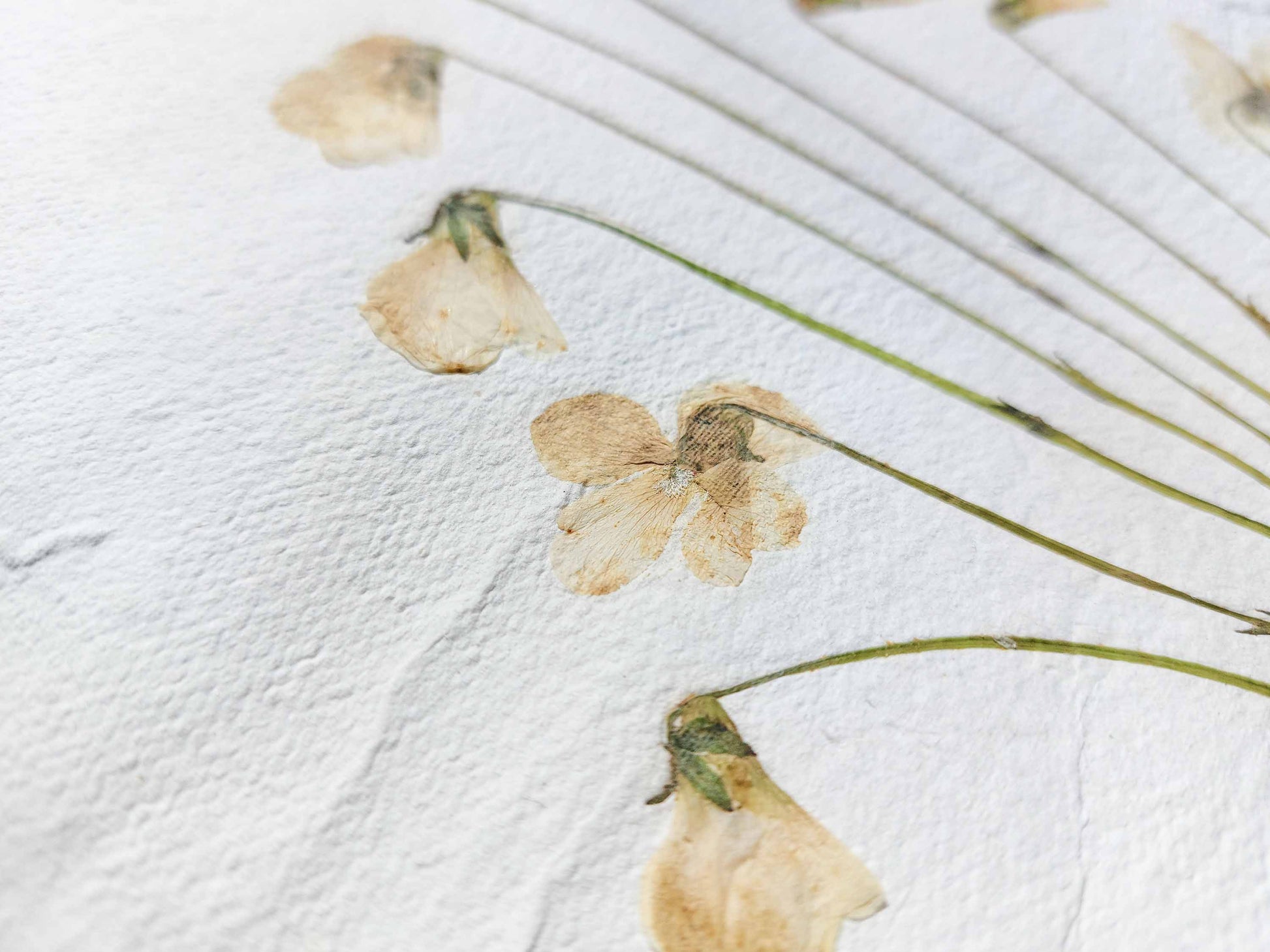 Herbarium VIII White violet pressed flower and green plant Recycled paper / handmade