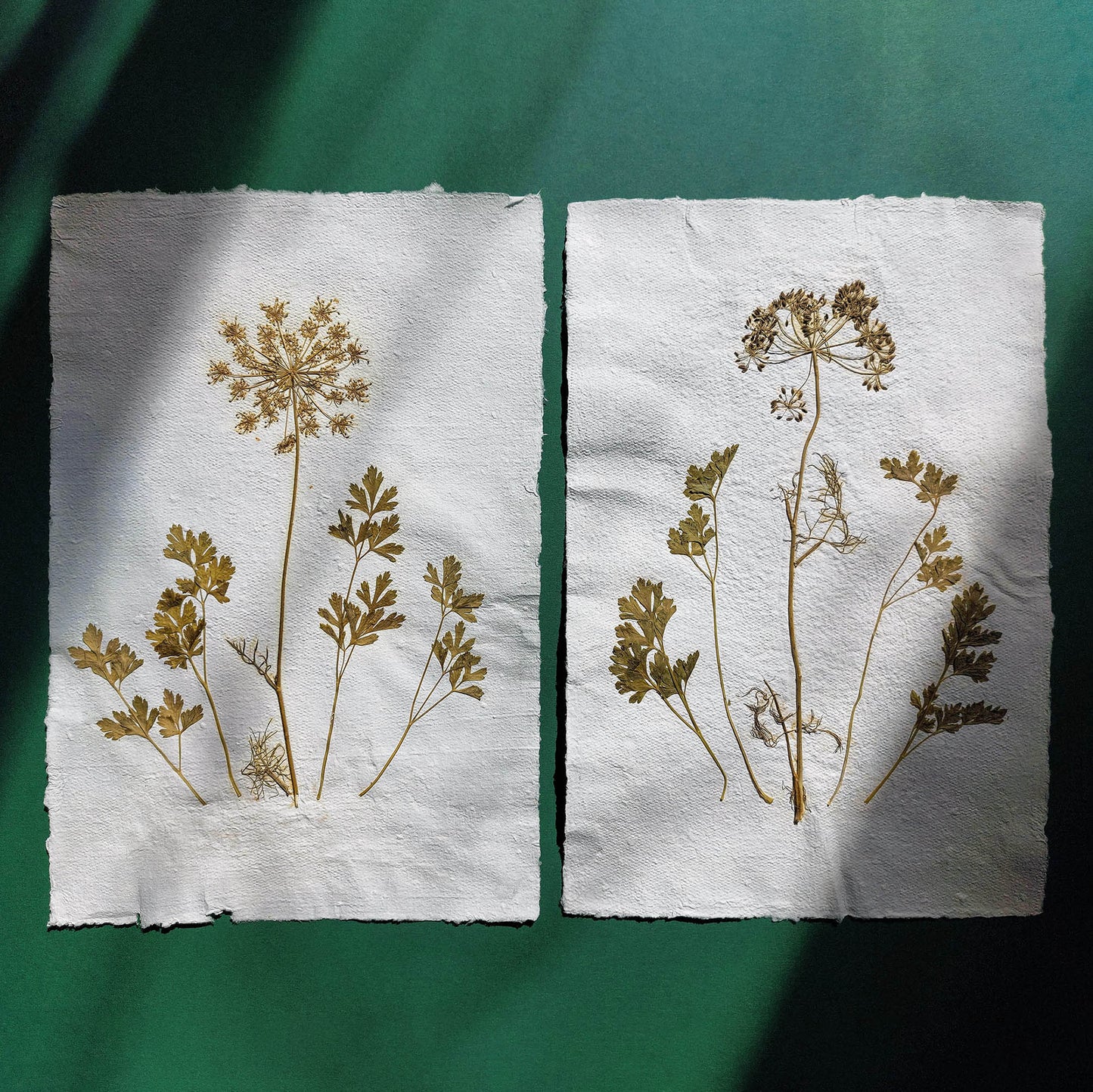 Gallery wall set of 2 brown fennel and green parsley dried plant Original artwork on Recycled paper wall hanging decor, foraged wall art, Floral wall art, Farmhouse wall decor, Farmhouse wall art, farm kitchen wall art, farm decor, easter gift, dried pressed flower art, dried flowers, dried botanical art, dorm room decor, diy gift, Dining Room Decor, daughter in law gift, cottagecore wall art. Botanical wall art, botaniacal artwork, bookshelf decor, aunt gift, Aesthetic wall art