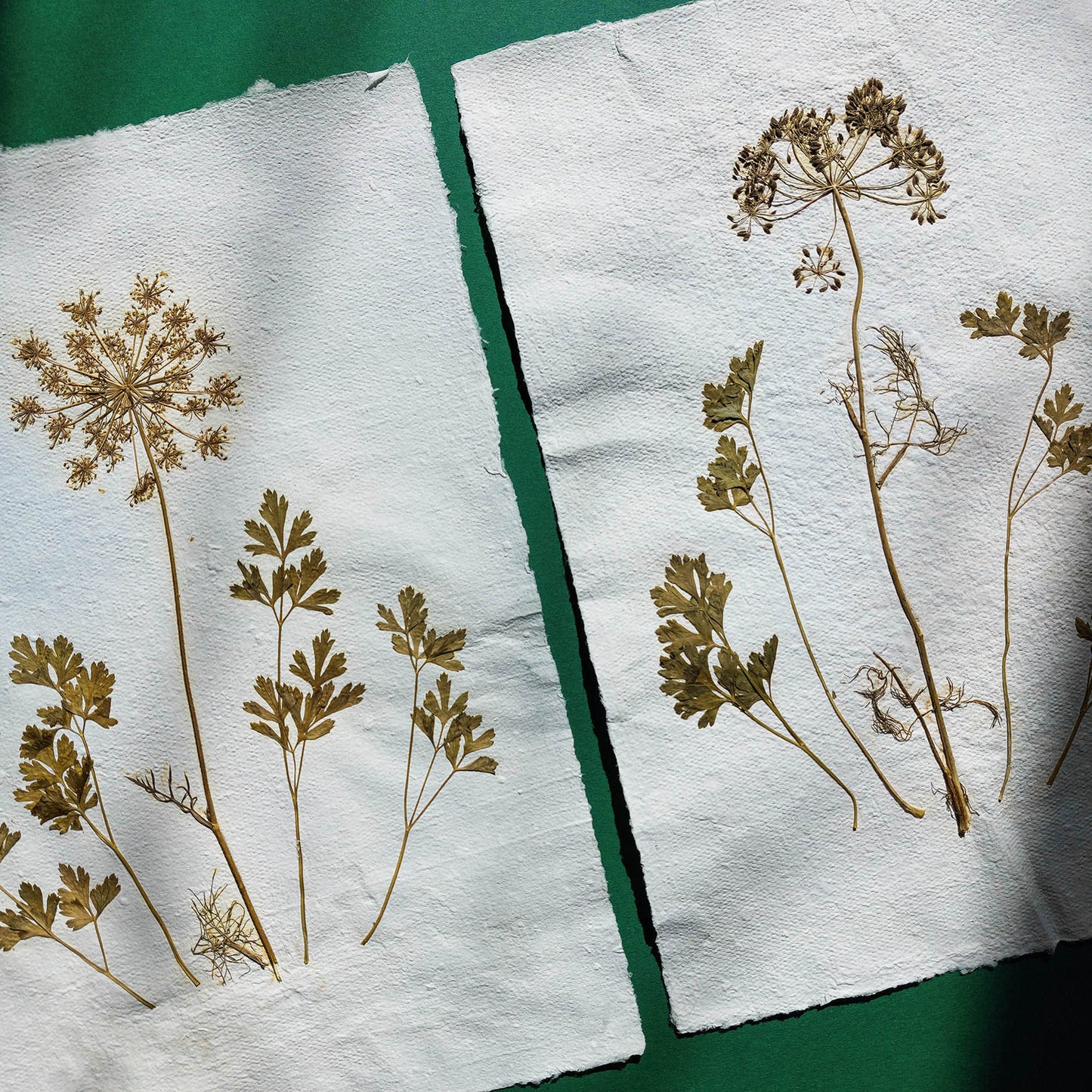 Gallery wall set of 2 brown fennel and green parsley dried plant Original artwork on Recycled paper wall hanging decor, office wall decor, mom birthday gift, Modern kitchen art, Modern decoration, Minimalist artwork, long distance gift, living room wall art minimalist, Living room wall art, laundry room decor, kitchen wall art, Housewarming gift, hostess gift, Home Office, home gift unique