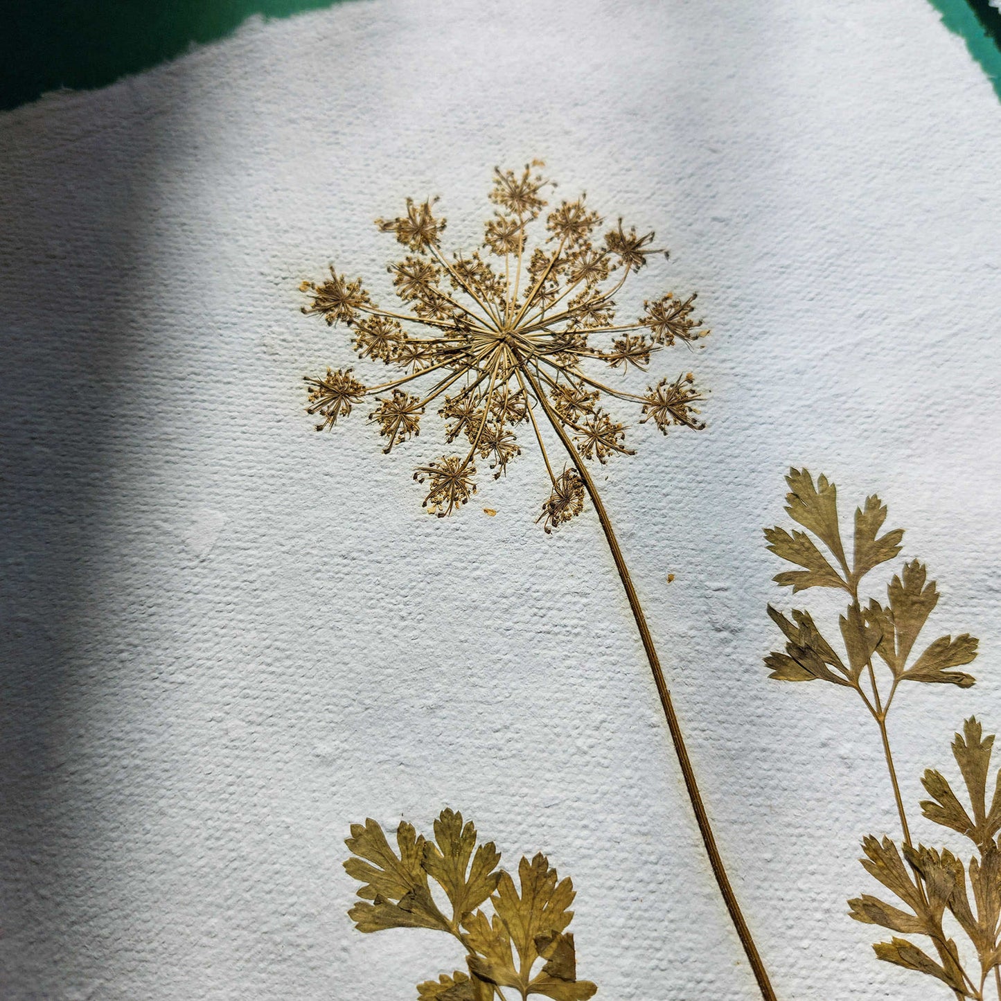 Gallery wall set of 2 brown fennel and green parsley dried plant Original artwork on Recycled paper wall hanging decor,