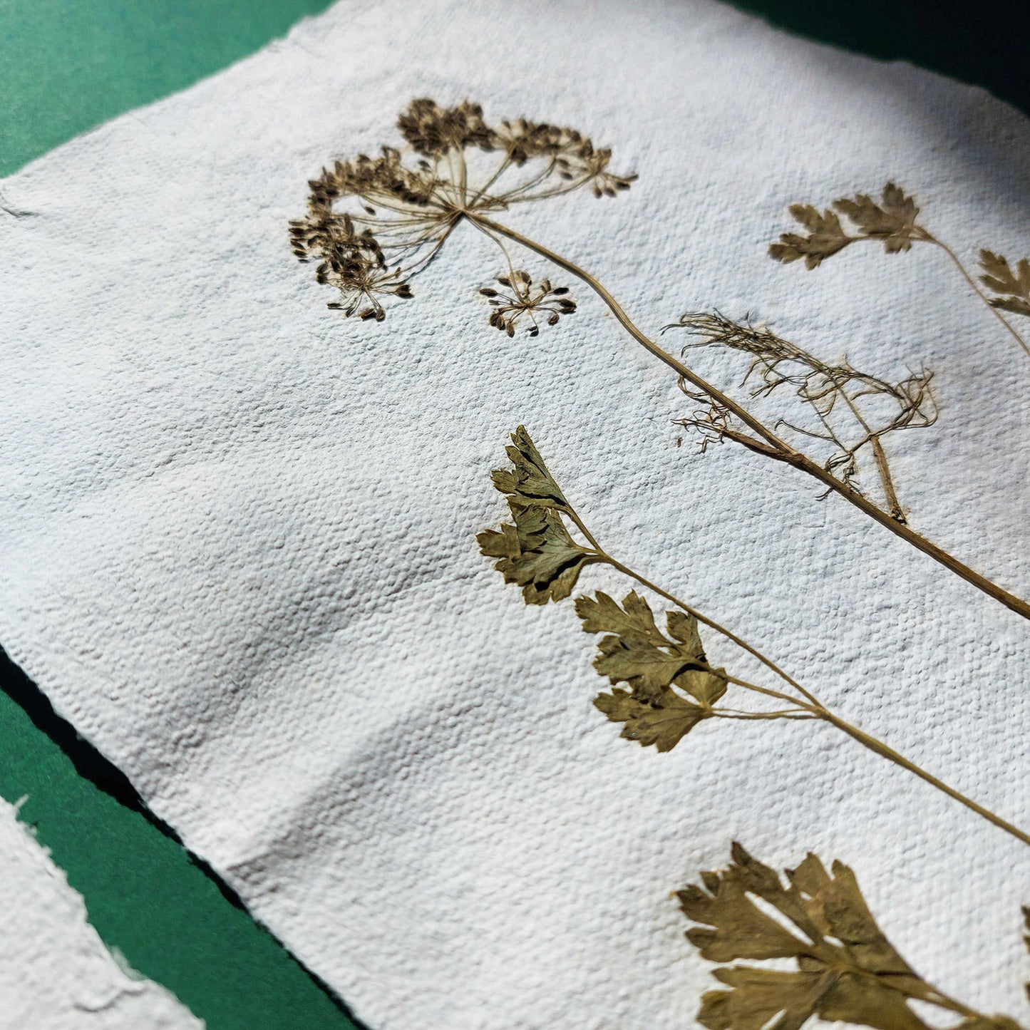 Gallery wall set of 2 brown fennel and green parsley dried plant Original artwork on Recycled paper wall hanging decor,