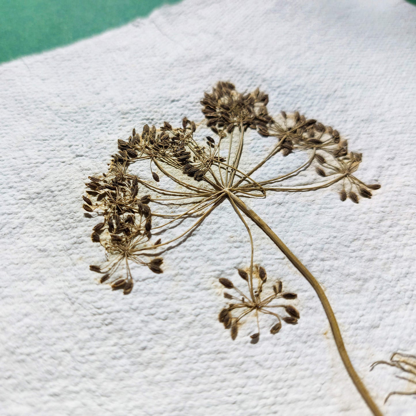 Gallery wall set of 2 brown fennel and green parsley dried plant Original artwork on Recycled paper wall hanging decor,