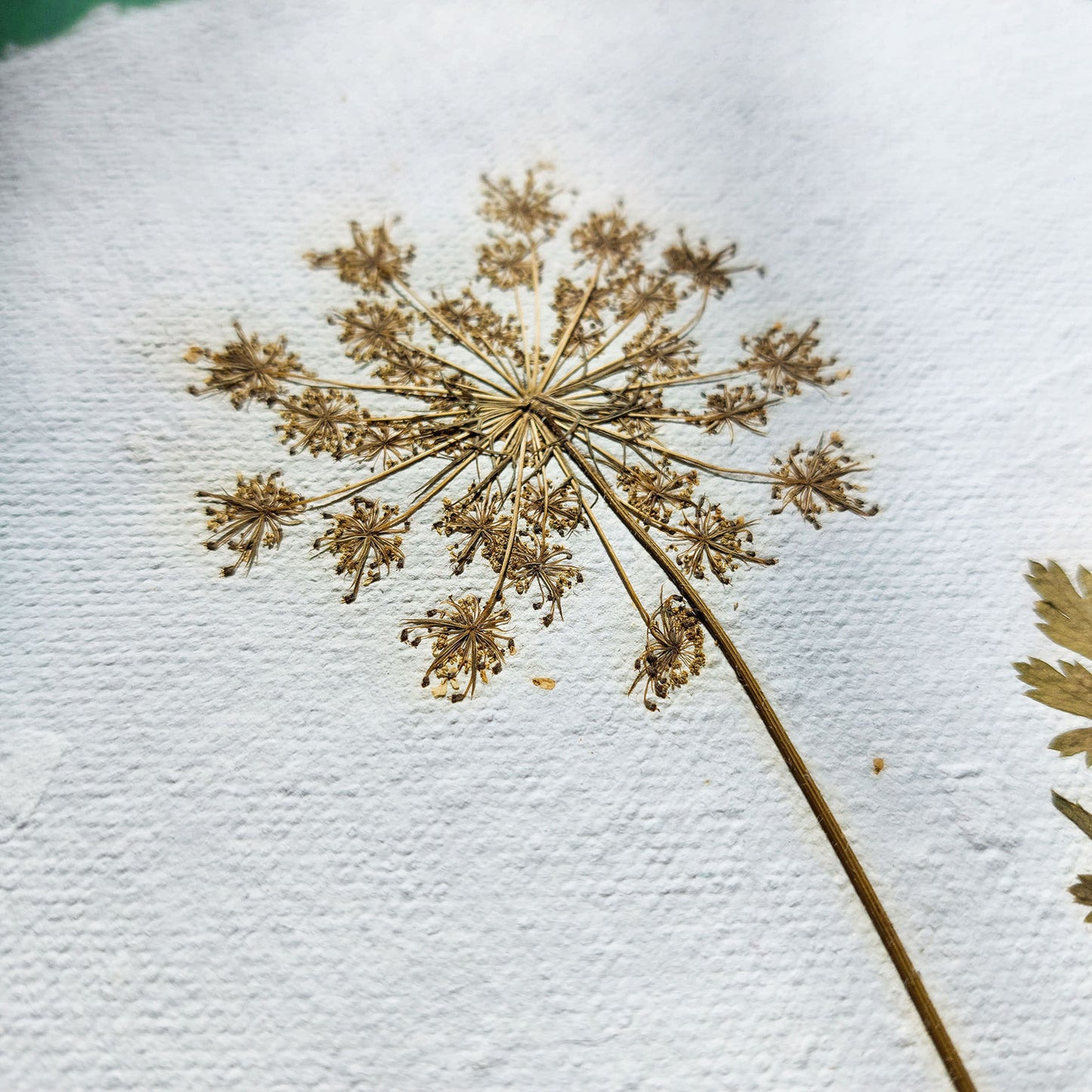 Gallery wall set of 2 brown fennel and green parsley dried plant Original artwork on Recycled paper wall hanging decor,