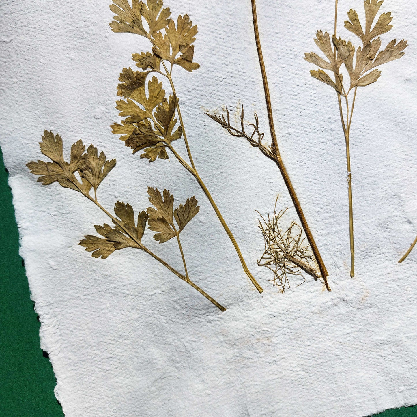 Gallery wall set of 2 brown fennel and green parsley dried plant Original artwork on Recycled paper wall hanging decor,