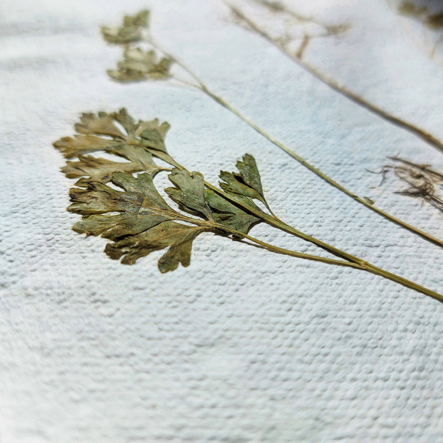 Gallery wall set of 2 brown fennel and green parsley dried plant Original artwork on Recycled paper wall hanging decor,