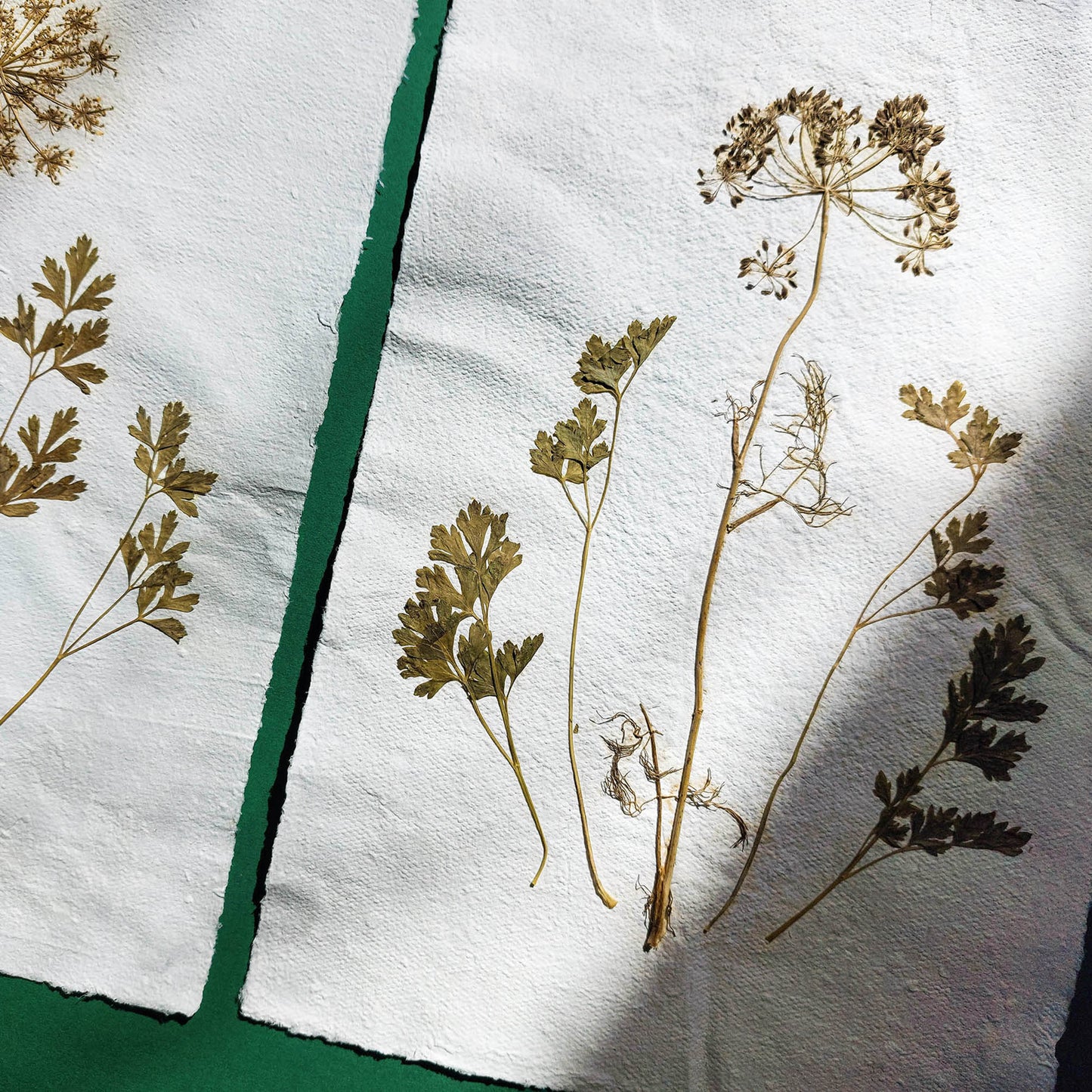 Gallery wall set of 2 brown fennel and green parsley dried plant Original artwork on Recycled paper wall hanging decor,