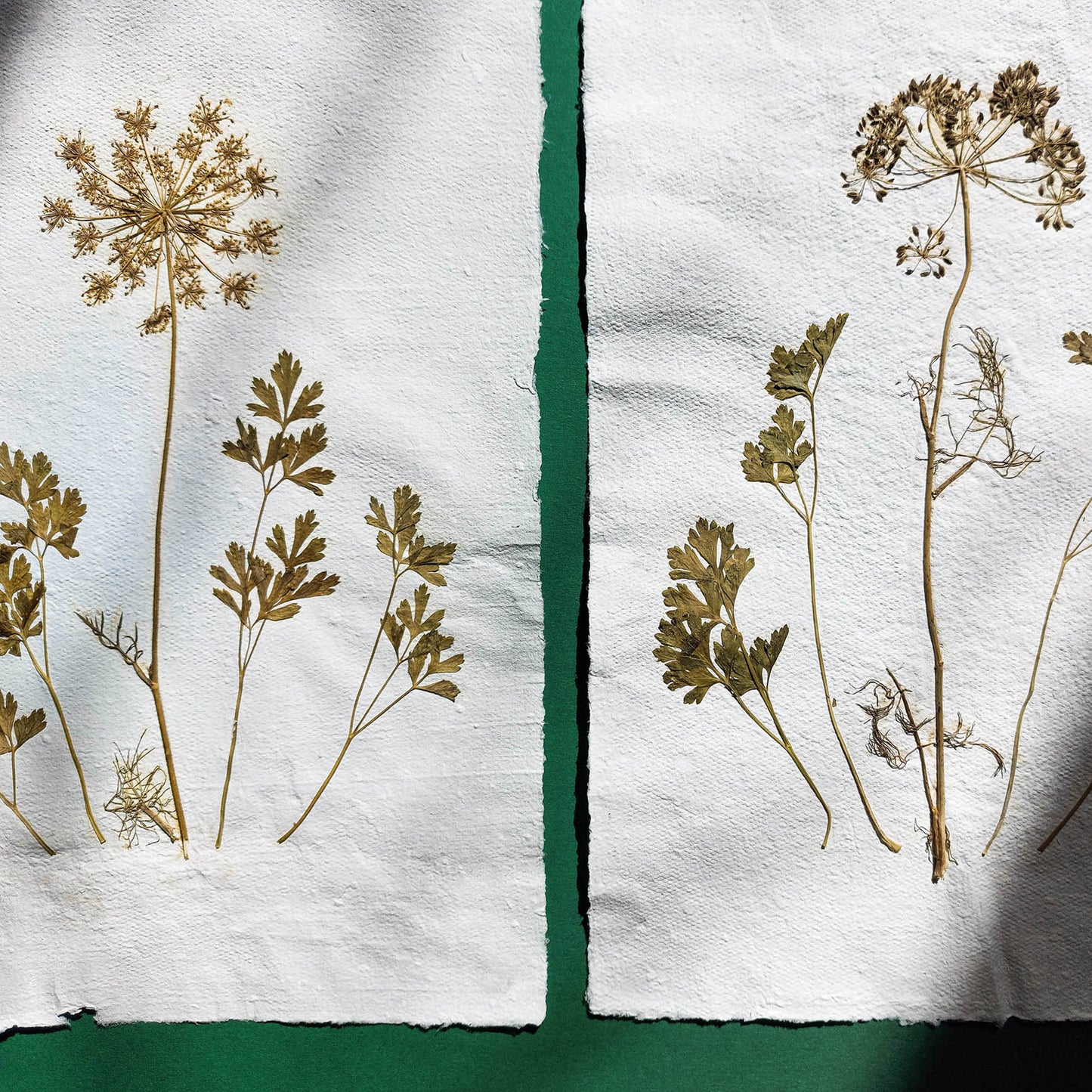 Gallery wall set of 2 brown fennel and green parsley dried plant Original artwork on Recycled paper wall hanging decor, wall hanging, unique wall art, trendy wall art, thank you gift boss, teacher appreciation gift, Summer wall art, Spring wall art, sister in law gift, self gift, rustic wall art, rustic artwork, retirement gift, realtor closing gift, vintage retro art, pressed plants art, pressed leaves art, Pressed flower art, Plant print, plant lover gift, original artwork