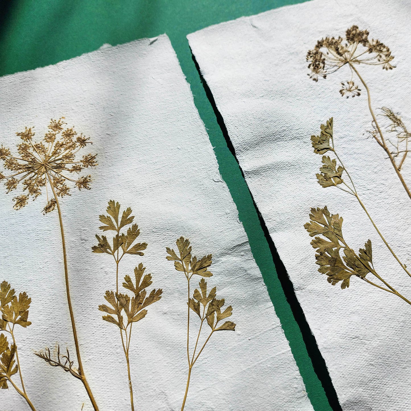 Gallery wall set of 2 brown fennel and green parsley dried plant Original artwork on Recycled paper wall hanging decor, one of a kind, office wall decor, nurse gift, niece gift from aunt, new mom gift, new job gift, New home gift, new grandma gift, new apartment housewarming gift, new apartment gift, Neutral pressed plant, nature wall art, Nature original art, nature lover gift