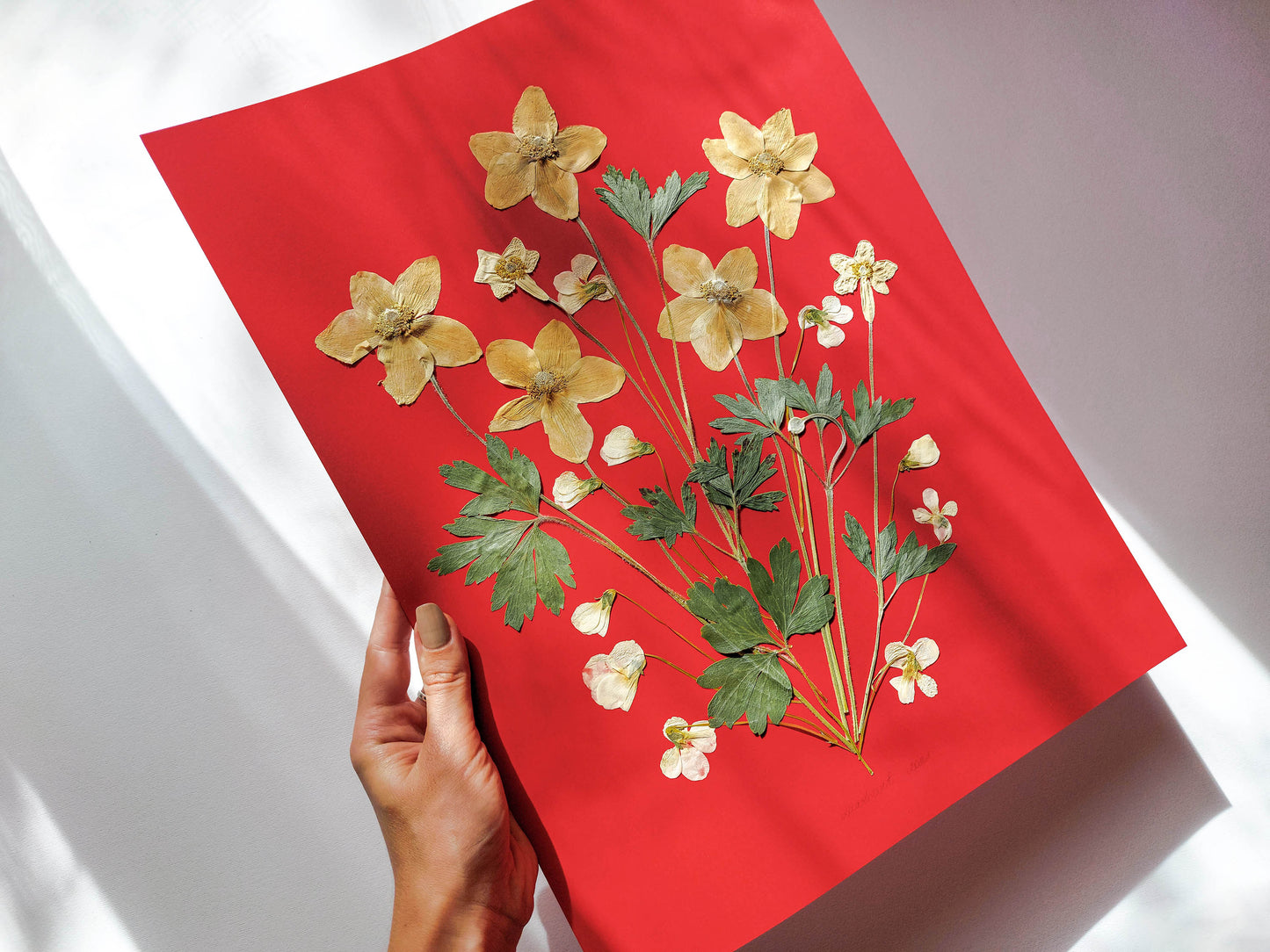 Red artwork with windflowers White violets and green dried plant for living room wall art Original pressed flower UNFRAMED botanical wall decor, living room, bedroom wall art, fjr nature lovers gift and houswarming gift, new home gift, handmade art