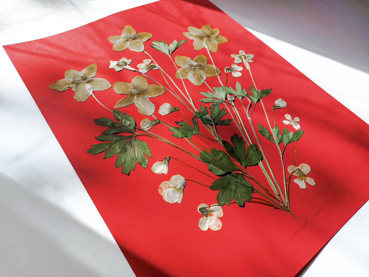 Red artwork with windflowers White violets and green dried plant for living room wall art Original pressed flower UNFRAMED botanical wall decor, living room, bedroom wall art, fjr nature lovers gift and houswarming gift, new home gift, handmade art