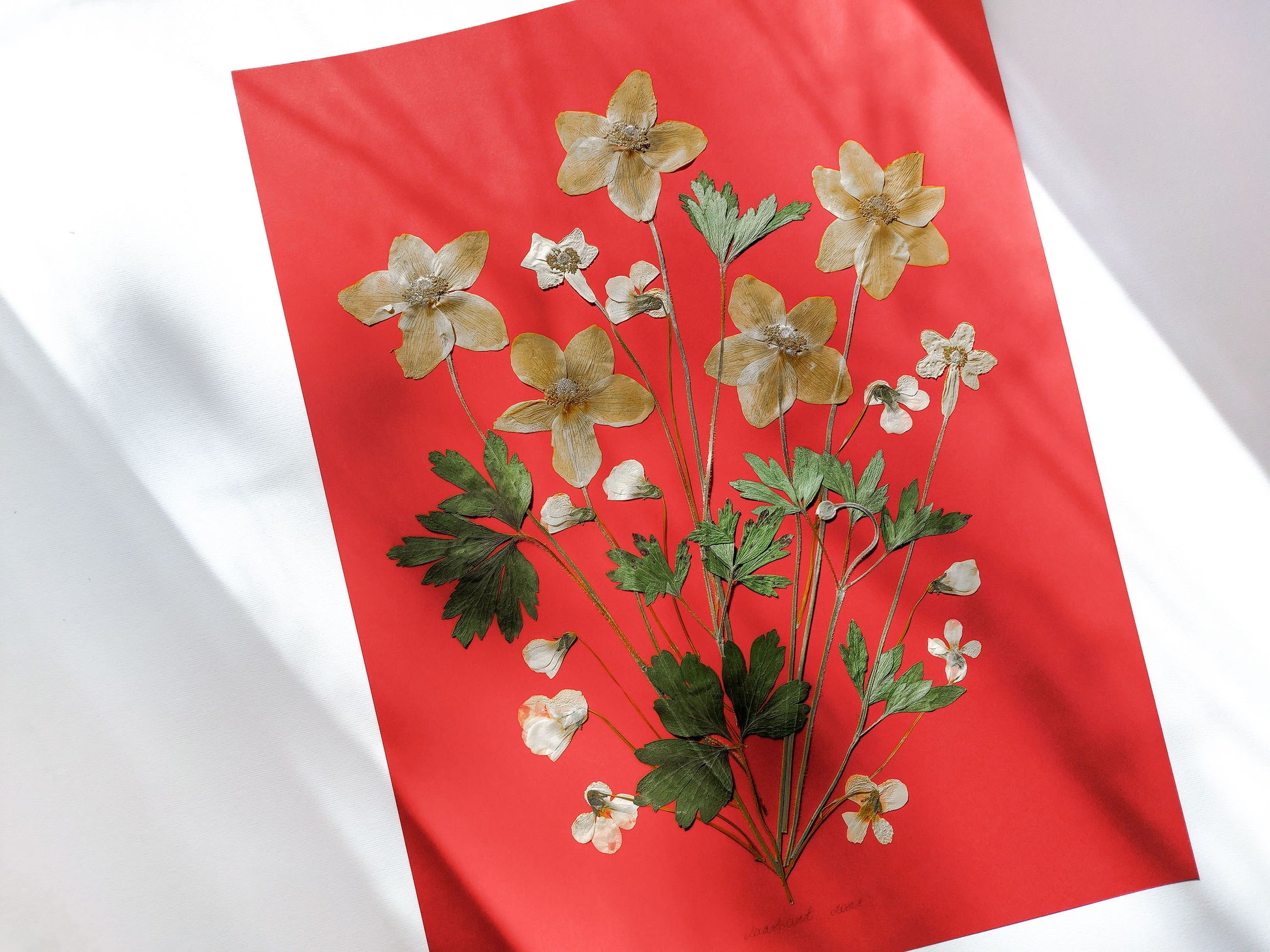 Red artwork with windflowers White violets and green dried plant for living room wall art Original pressed flower UNFRAMED botanical wall decor, living room, bedroom wall art, fjr nature lovers gift and houswarming gift, new home gift, handmade art